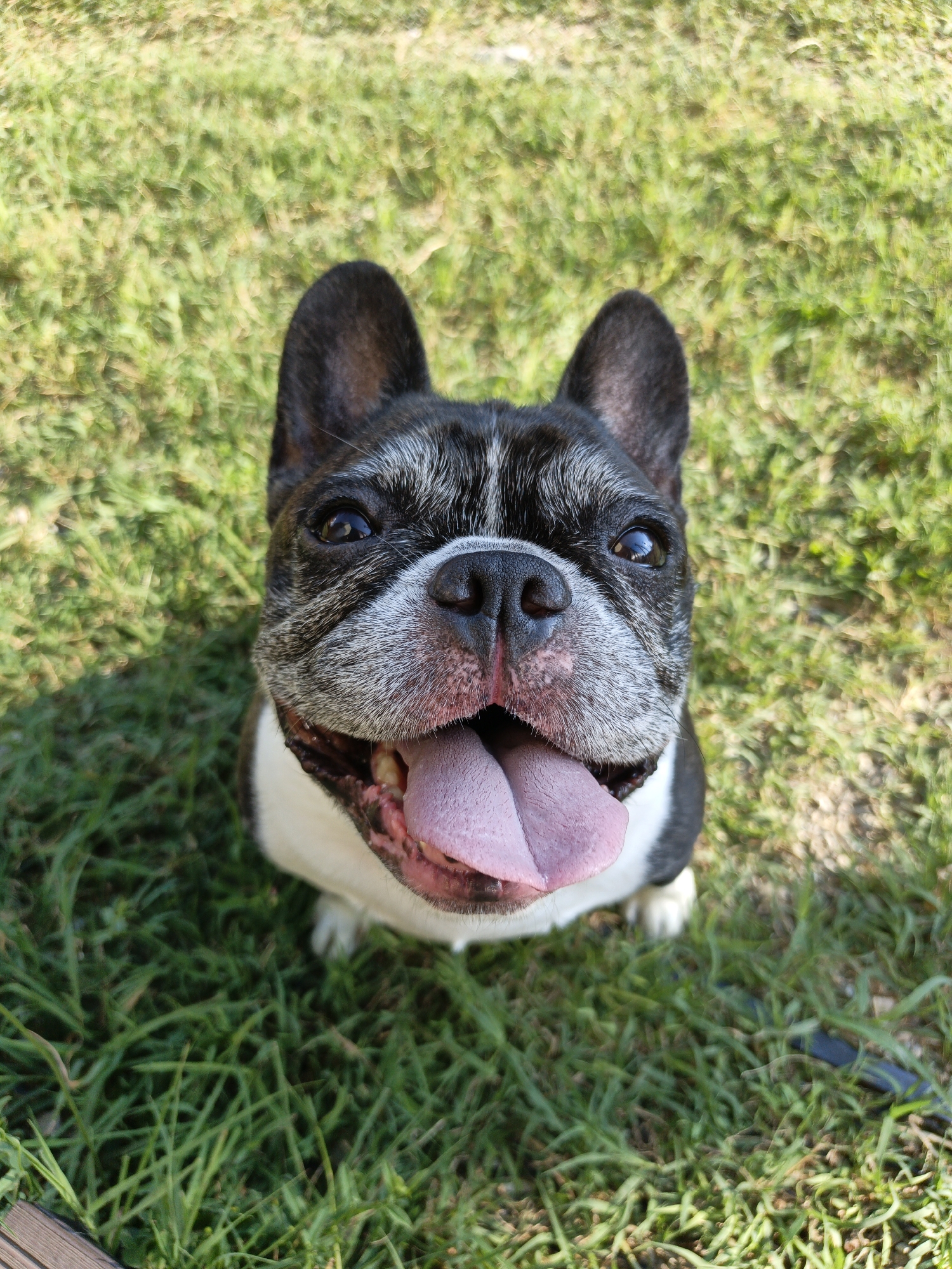A French bulldog with black and white markings is sitting on a grassy lawn, facing the camera. Its mouth is open, and its pink tongue is lolling out. The dog's ears are perked up, and its eyes are looking directly at the viewer. The background is a blur of green grass, suggesting the image was taken outdoors in a park or backyard. The lighting indicates it is daytime, likely sunny. There is no indication of Pshada, Russia, in the image.
