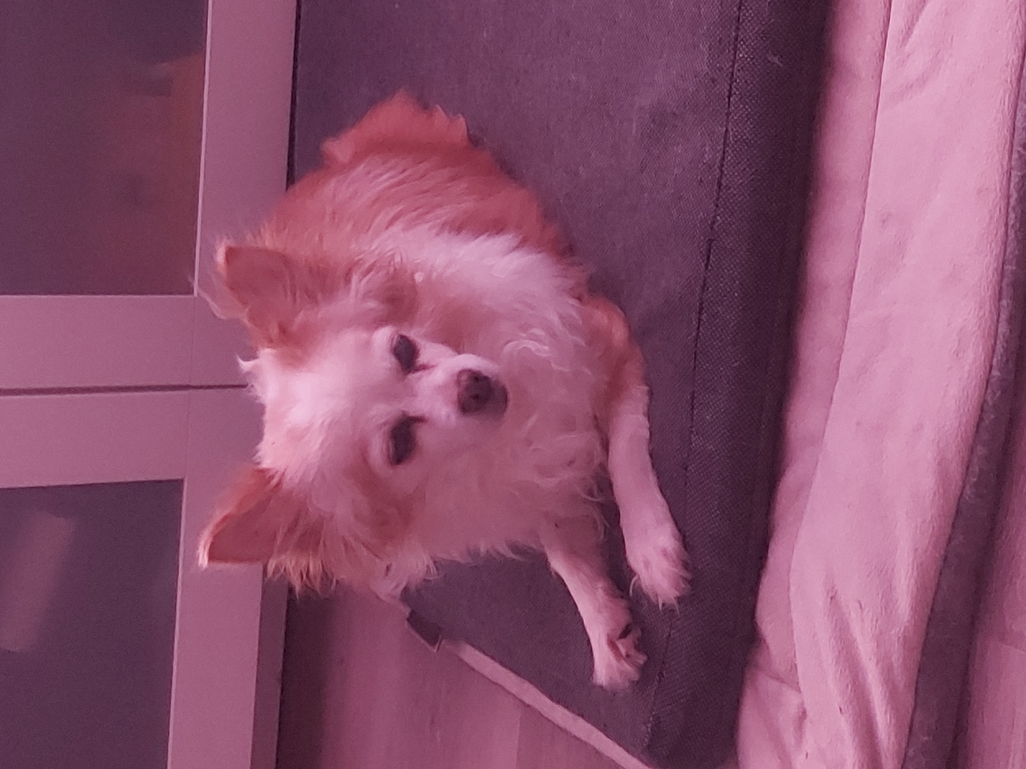 The image captures a small, long-haired dog, likely a Chihuahua, resting indoors in Figueira da Foz, Portugal. The dog has prominent light brown or orange fur with white markings on its chest and face. It is lying down on a dark gray, textured dog bed or cushion, with its body extending diagonally across the frame from top left to bottom right. Its head is tilted upwards and slightly to the left, with its dark eyes looking directly at the camera, conveying an attentive and calm expression.
To the left of the dog, a white-framed structure, possibly a door or window, is visible, featuring a translucent or reflective panel. To the right of the dog bed, a crumpled mass of light pink or purple fabric, possibly a blanket, is present. The entire scene is bathed in a strong pinkish-purple light, suggesting artificial illumination or a specific color filter used during photography. The dog appears to be in a relaxed state, observing its surroundings. No visible text is present in the image.