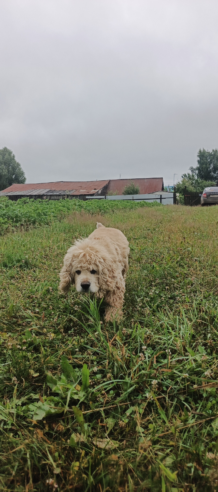 A light-colored, curly-haired dog walks through a grassy field under a cloudy sky. In the background, there are several rustic buildings with red roofs, a fence, some trees, and a parked car. The location is identified as Ваньки, Russia.