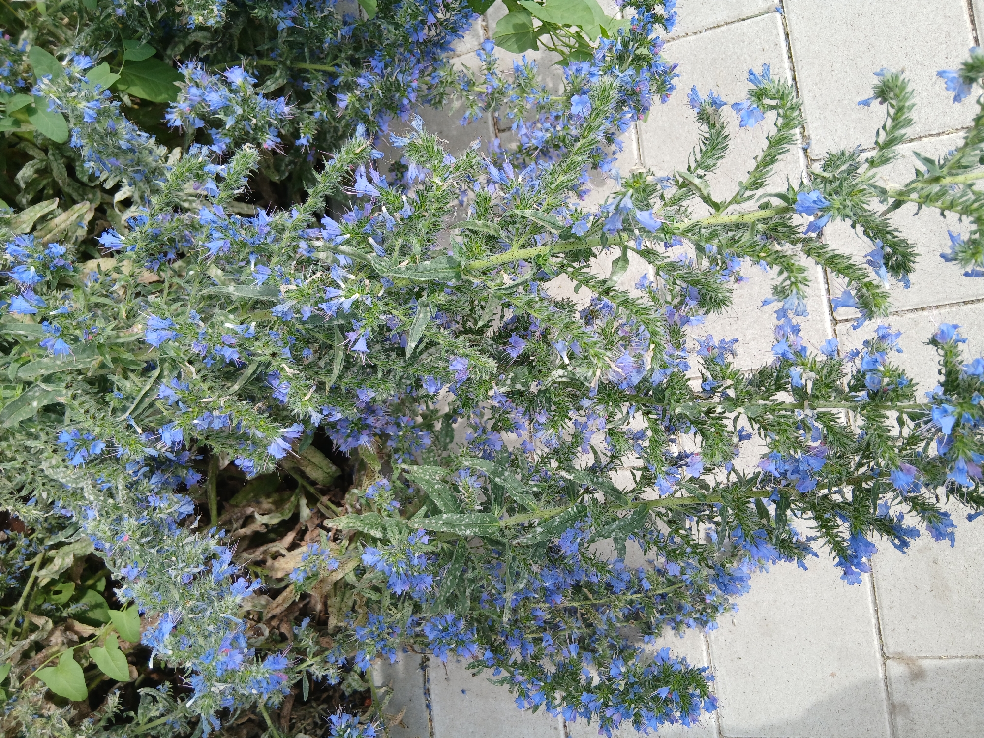 In this close-up, overhead view, a dense cluster of vibrant blue flowers, likely Echium vulgare, drapes over a pale, textured paved surface, characteristic of urban landscaping in Astana, Kazakhstan. The flowers, with their delicate trumpet shapes and protruding white stamens, form elongated spikes that cascade downwards, some reaching the paving stones. The foliage is a mix of green leaves, some appearing slightly weathered, interspersed with the flower stalks. The paving stones are laid in a regular pattern, suggesting a park or public walkway. No people or animals are visible in the scene. The lighting is bright, casting subtle shadows and highlighting the intricate details of the blooms.