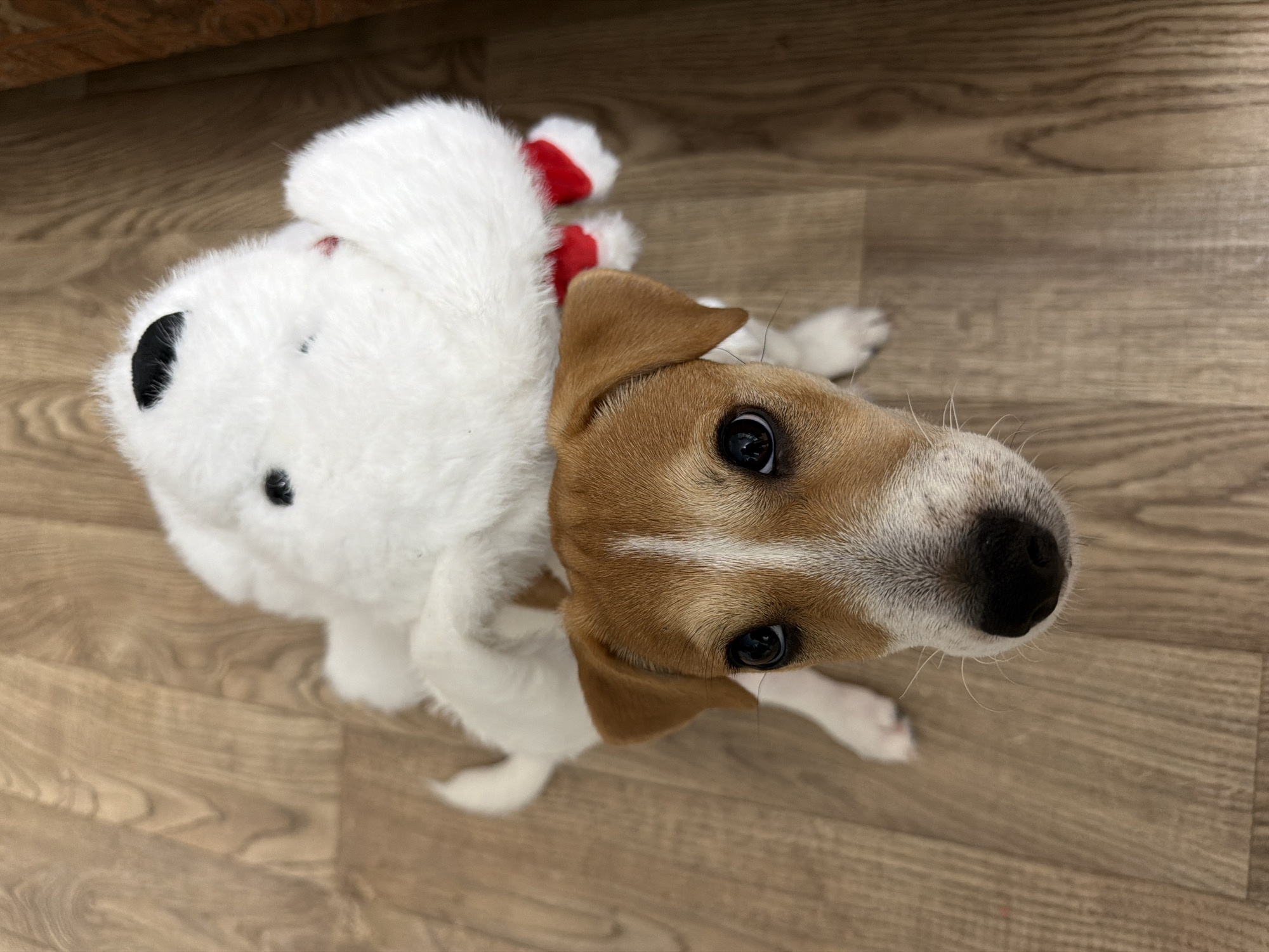 A Jack Russell Terrier puppy, mostly brown and white, is lying on a light brown wooden floor. The puppy is looking up at the camera with a curious expression. Its ears are perked, and its eyes are wide and dark. The puppy is wearing a fluffy white costume with red accents, resembling a stuffed animal. Part of the costume, a white paw with red trim, is visible near the puppy's head. The background consists of the wooden floor and a hint of a darker wooden surface at the top of the frame, possibly furniture. The lighting suggests it could be daytime indoors. The overall mood is playful and endearing. There is no visible text in the image. The setting appears to be a home environment.