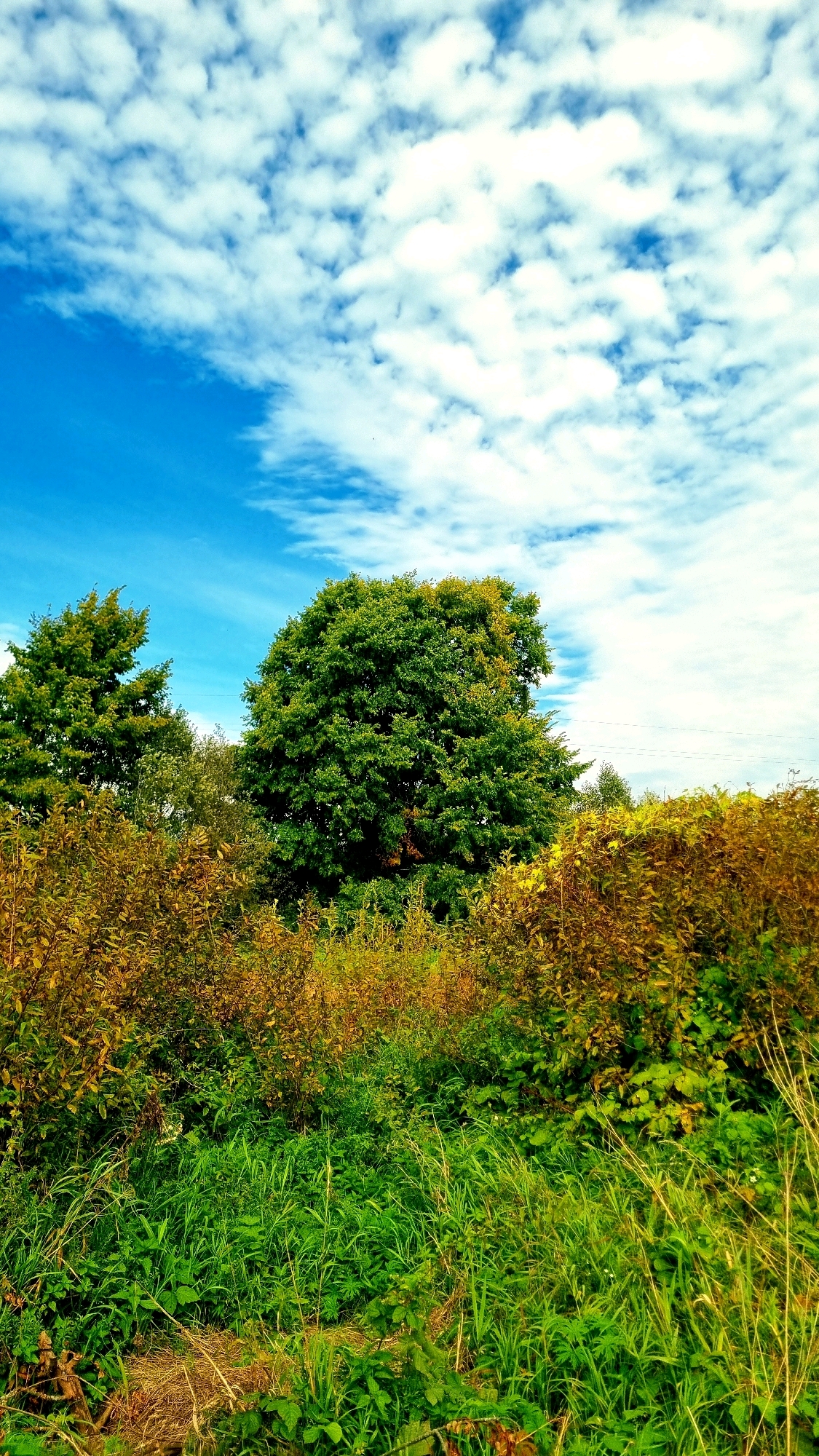 The image depicts an outdoor scene with a focus on natural elements. The sky is a bright blue, dotted with numerous white, fluffy clouds. In the middle ground, a large, verdant tree with a full canopy dominates the center of the frame. To its left, another, smaller tree is visible. The foreground and lower middle ground are filled with dense foliage, including tall grasses and shrubs that display a mix of green and autumnal brown and yellow hues, suggesting the transition between seasons. The overall impression is of a rural or natural landscape, possibly on the outskirts of a settlement. There are no people or animals visible in the image, nor any man-made structures other than a faint suggestion of power lines in the upper right portion of the image. The scene is lit by natural daylight, casting soft shadows that indicate a sunny or partly cloudy day. The location is identified as Vysokoe, Russia.