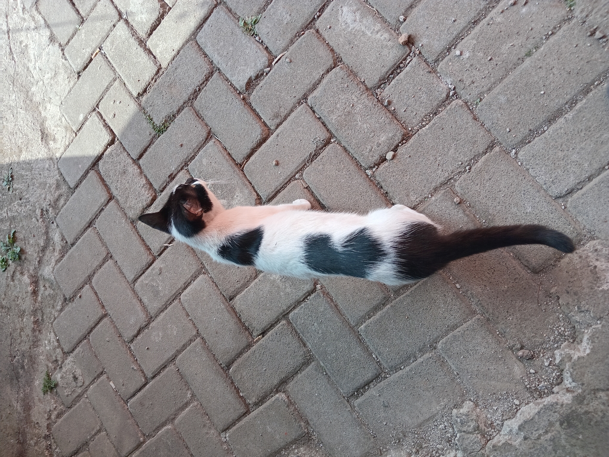 A black and white cat is sitting on a paved surface with a herringbone pattern. The cat is facing to the right, with its head turned slightly. The paving stones are gray and appear to be made of concrete. There is some dirt and gravel scattered on the paving stones, and a few small weeds are growing in the cracks between the stones. In the background, there is a patch of dirt and some shadows cast by sunlight. The image appears to have been taken outdoors during the day. The location is described as Claket, Indonesia, suggesting a possibly rural or suburban environment.