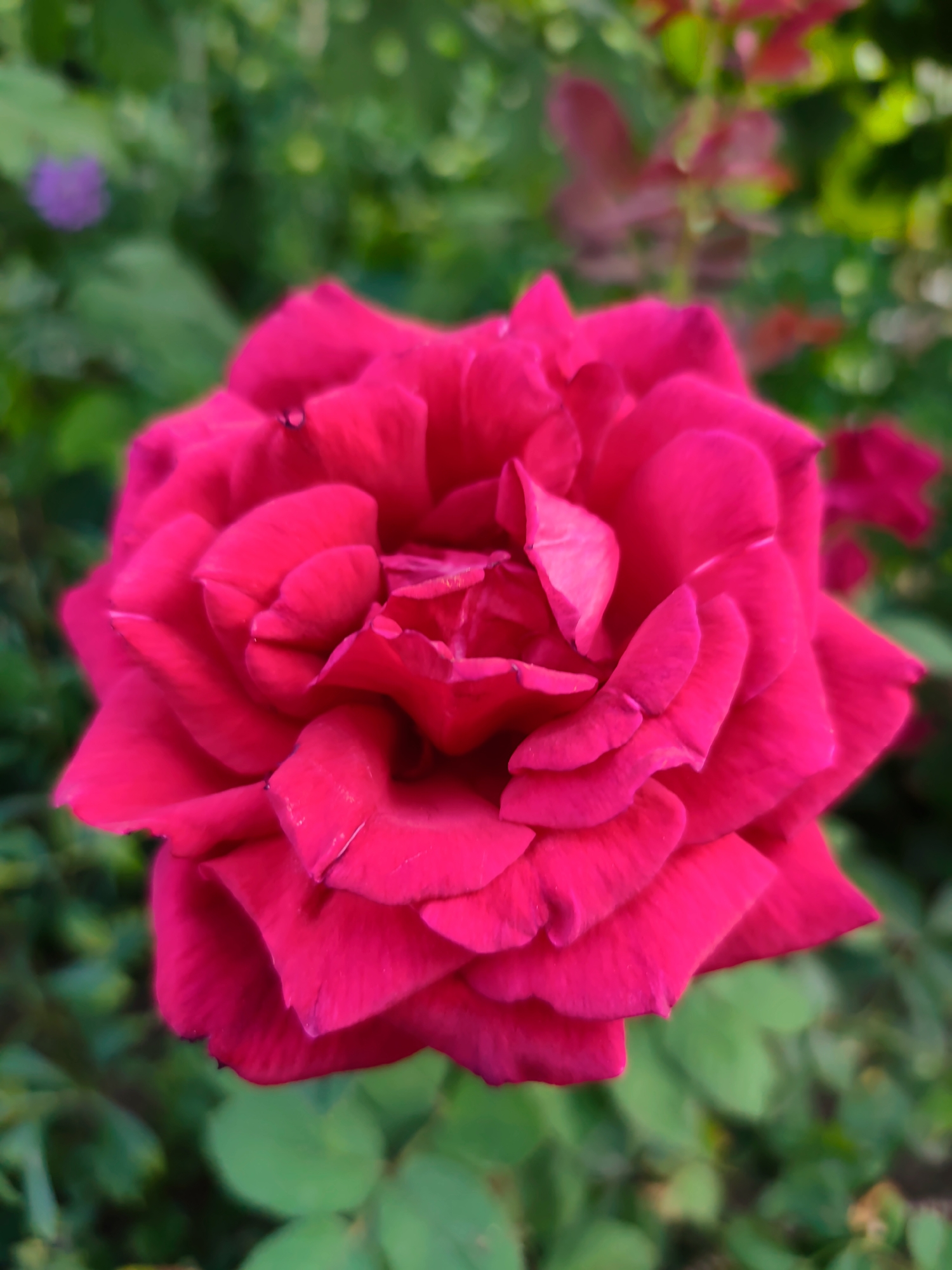A vibrant, fully bloomed pink rose is the focal point of this close-up photograph, set against a softly blurred background of green foliage and hints of other colorful flowers. The rose's petals are layered and ruffled, showcasing intricate detail and a rich, deep pink hue. The lighting appears natural, highlighting the texture and delicate curves of the petals. The image captures the ephemeral beauty of the rose in a garden setting, likely within the city of Durlești, Moldova, where such floral displays are common in parks and private gardens. There are no people, animals, or man-made structures clearly visible in the frame, focusing solely on the natural beauty of the flower.