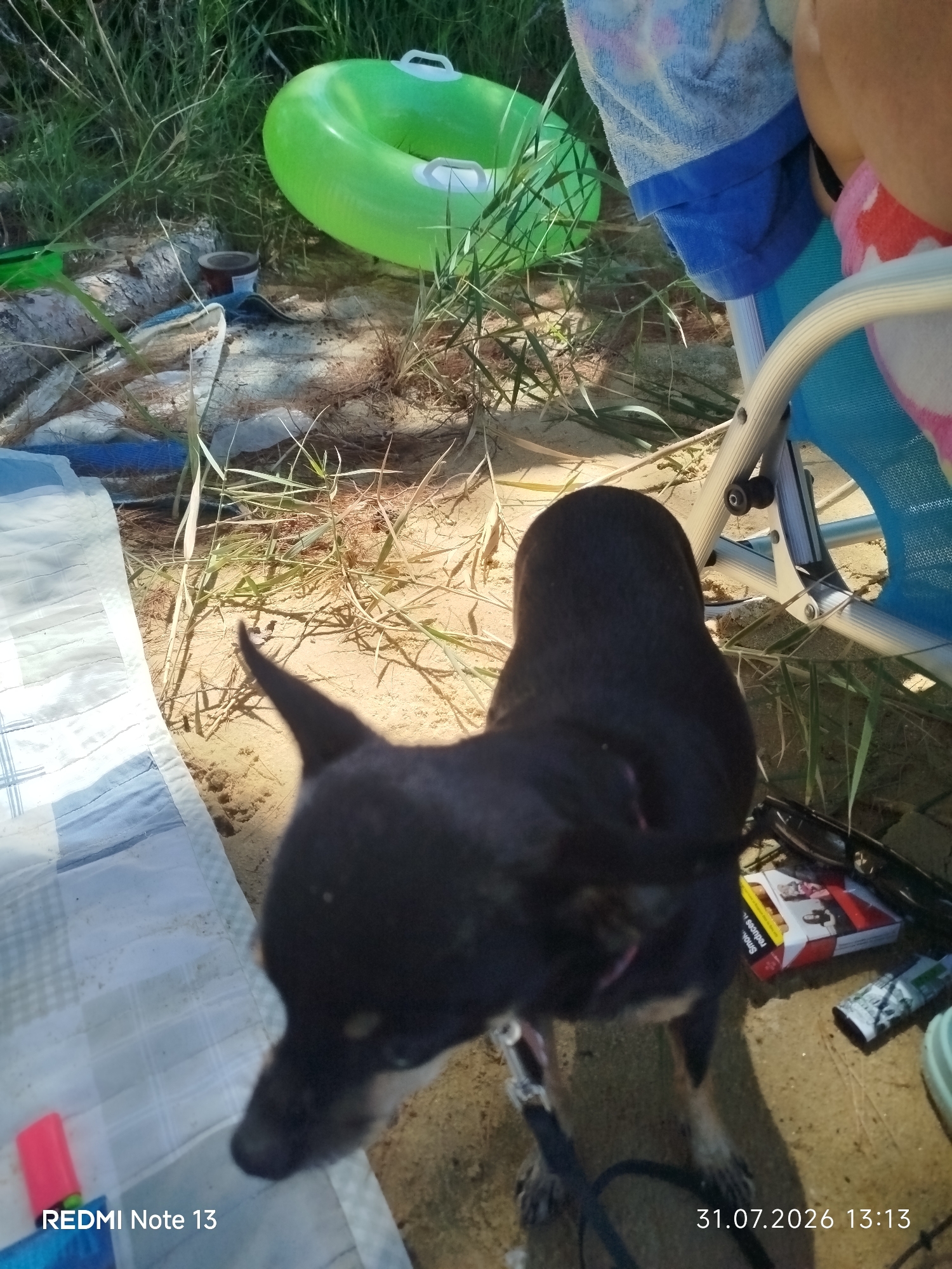 In Sithonia Municipal Unit, Greece, a small, black dog stands on sandy ground. The dog is facing away from the camera, with its head turned to the side, and appears to be wearing a leash. Behind the dog, a blue camping chair is visible, partially covered by a blue and white striped towel and a patterned fabric. Further back, a bright green inflatable ring rests amongst dry grass and foliage. Several items are scattered on the sand, including a pack of cigarettes, sunglasses, and what appears to be a tube of sunscreen. A blue and white picnic blanket is laid out to the left of the dog. The scene is illuminated by sunlight, casting shadows across the sand.