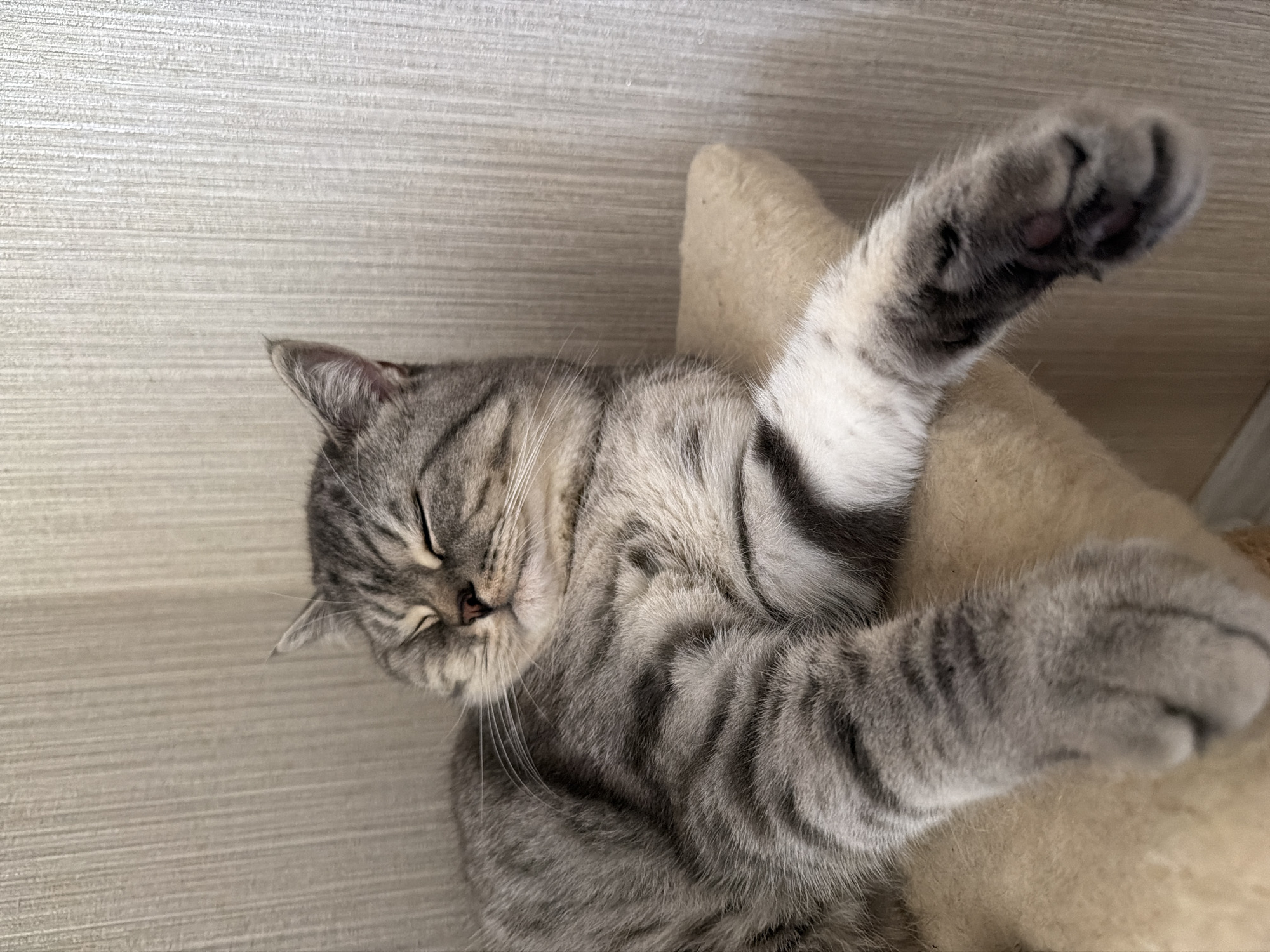 A close-up, slightly elevated shot shows a sleeping tabby cat with closed eyes and a relaxed expression. The cat, which appears to be a British Shorthair or similar breed, has grey fur with dark tabby markings and white accents on its paws and chest. It is lying on a tan, plush surface, likely a cat tree or cushion, with its front paws extended forward. The background consists of a textured, pale beige wall with vertical lines. The lighting is soft and diffused, illuminating the cat's fur and facial features. The image was taken in Uhornyky, Ukraine.