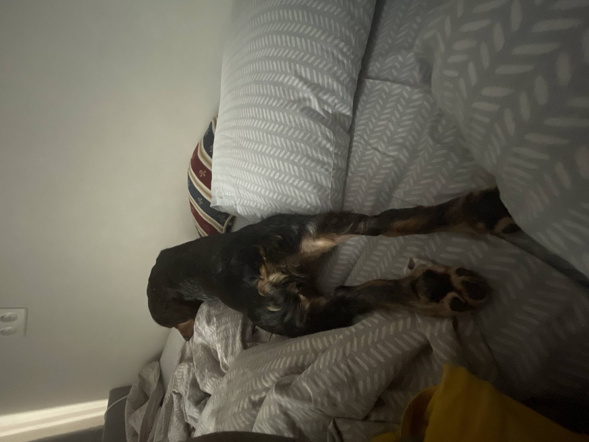 The image depicts a dachshund lying on a bed in a dimly lit room. The dog, facing away from the camera, is positioned on its side with its hindquarters and legs visible. The bed is covered with grey bedding featuring a subtle pattern of white dashes. A pillow with a striped pattern of red, white, and blue is also visible on the bed. The room appears to be a bedroom, with a wall and a light fixture visible in the background. The overall scene suggests a domestic setting. There is no indication of the city of Rostov-on-Don, Russia in the image.