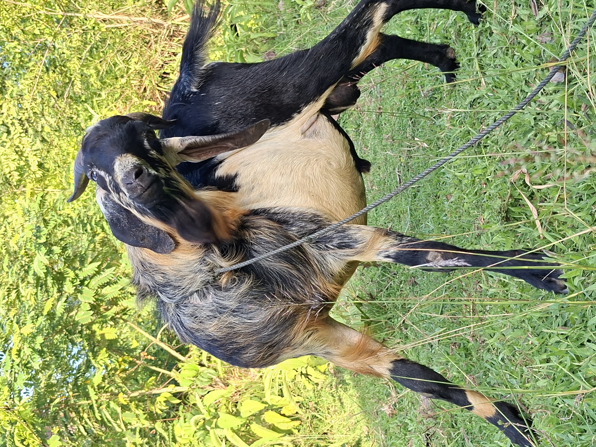 A goat with black and tan coloring is tethered by a gray rope to the grass in Lhokseumawe, Indonesia. The goat stands in a grassy area surrounded by foliage. The background is a mix of green vegetation, suggesting a natural or rural setting.