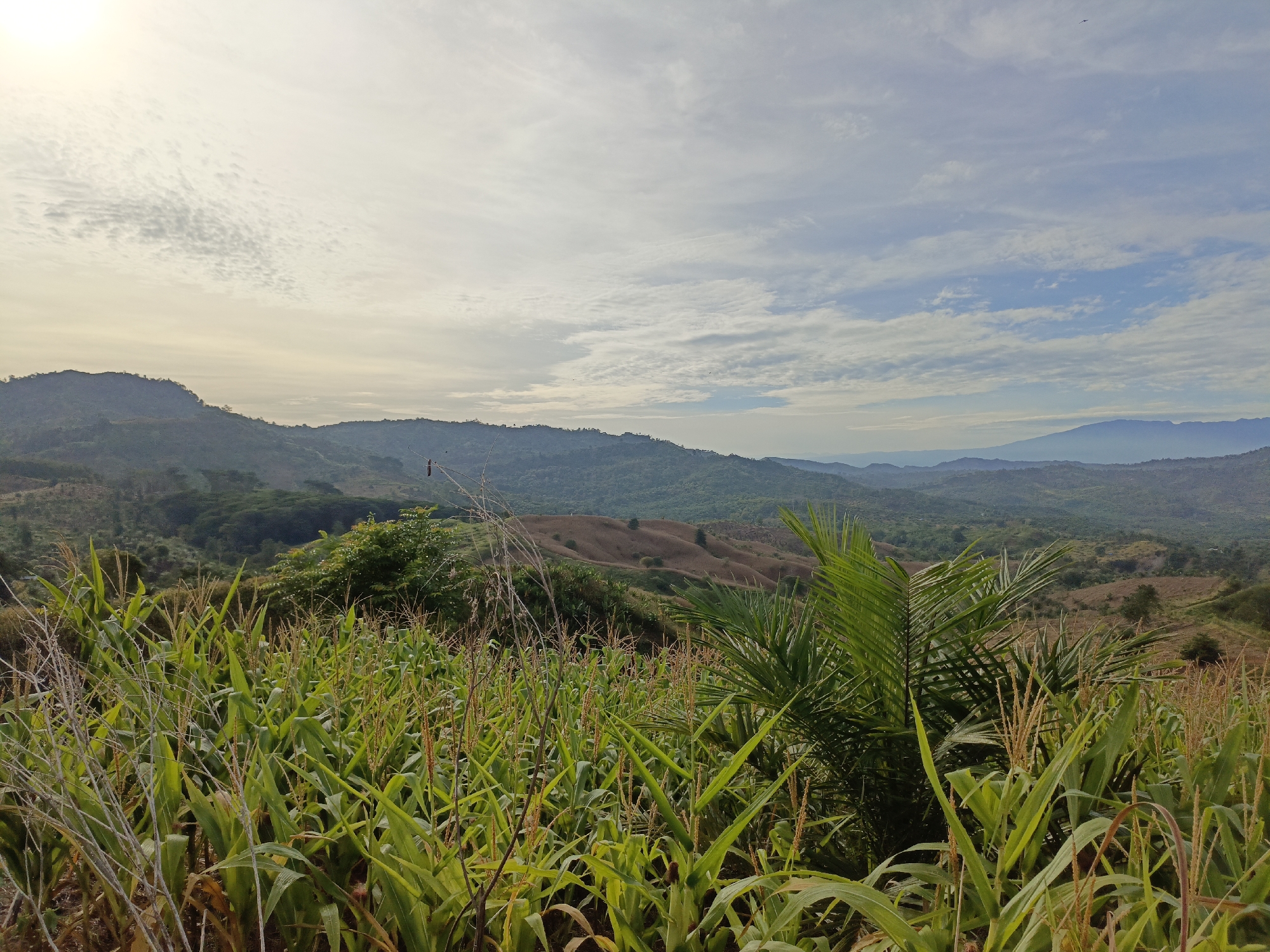 In a rural landscape in Indonesia, a foreground of lush green corn stalks and palm fronds stretches across the bottom of the frame. Beyond this cultivated field, rolling hills blanketed in green vegetation recede into the distance. A thin wisp of smoke or mist is visible near the horizon, suggesting the presence of a distant dwelling or natural phenomenon. The sky above is a soft canvas of pale blue, scattered with wispy white clouds, and tinged with the warm, diffused light of a sun that is either rising or setting, casting a gentle glow over the serene scenery.