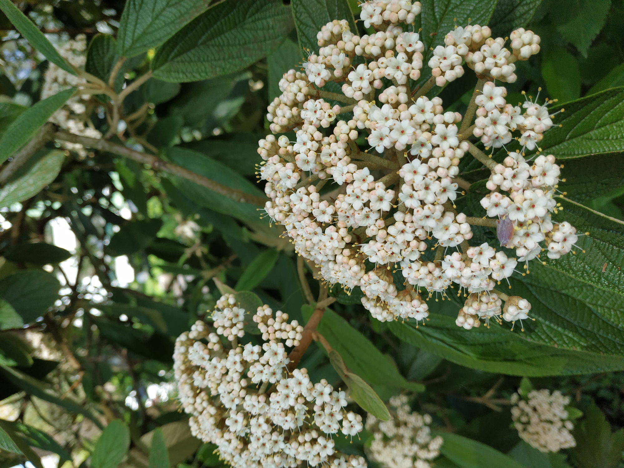 The image shows clusters of white flowers with small red centers and yellow stamens, possibly Viburnum lantana (Wayfaring Tree), against a background of green leaves with prominent veins. The location is Dortmund, Germany, but that information does not affect the description of the image's contents. There are no people visible in the frame. A small purple bug is sitting on the flower.