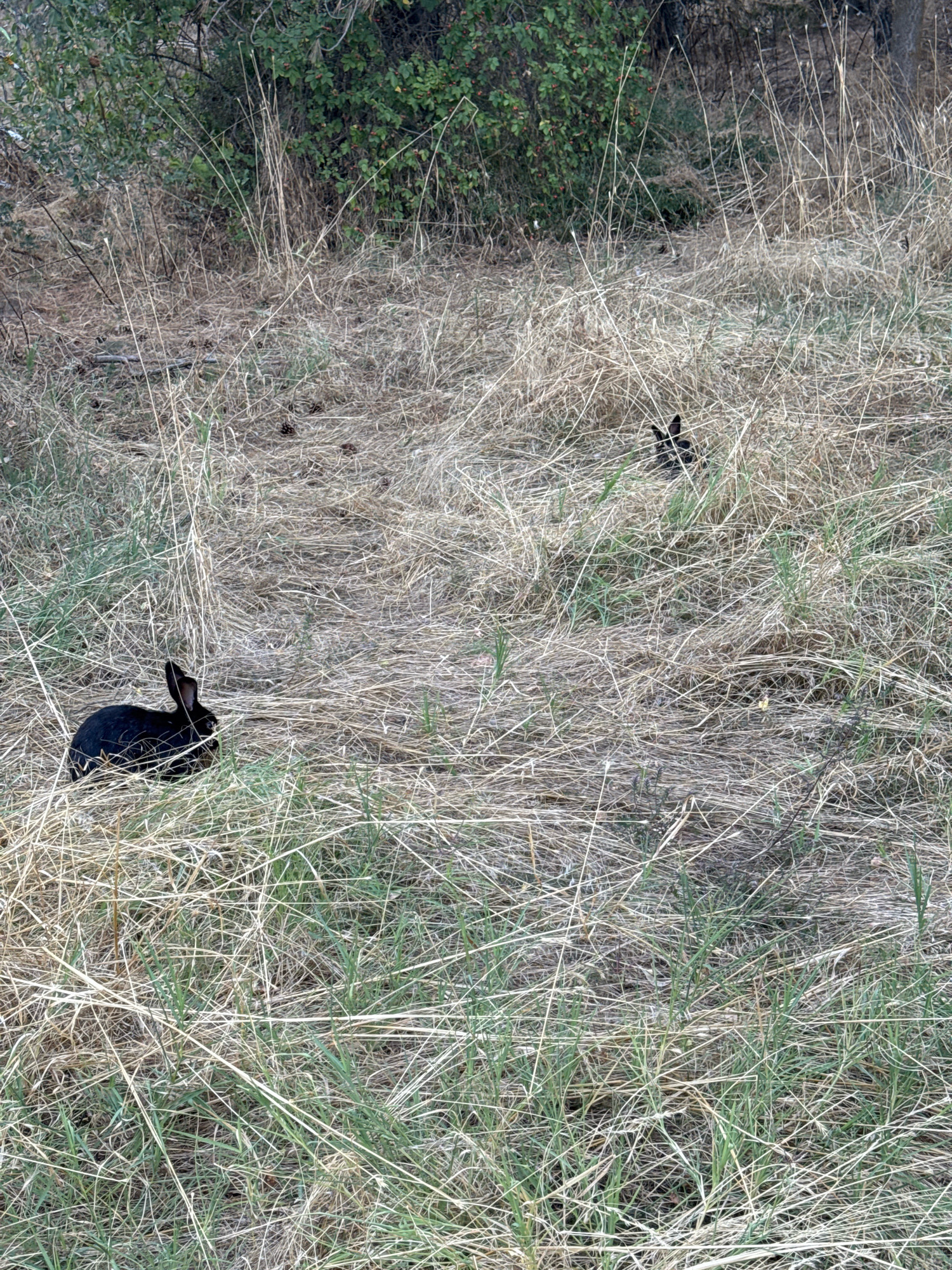 Two black rabbits are in a dry, grassy field. One rabbit is in the foreground on the left, facing right. The other rabbit is in the background on the right, facing forward. The rabbits are in a natural environment with dry grass and some green foliage. The location is the city of Gölbaşı, Turkey.