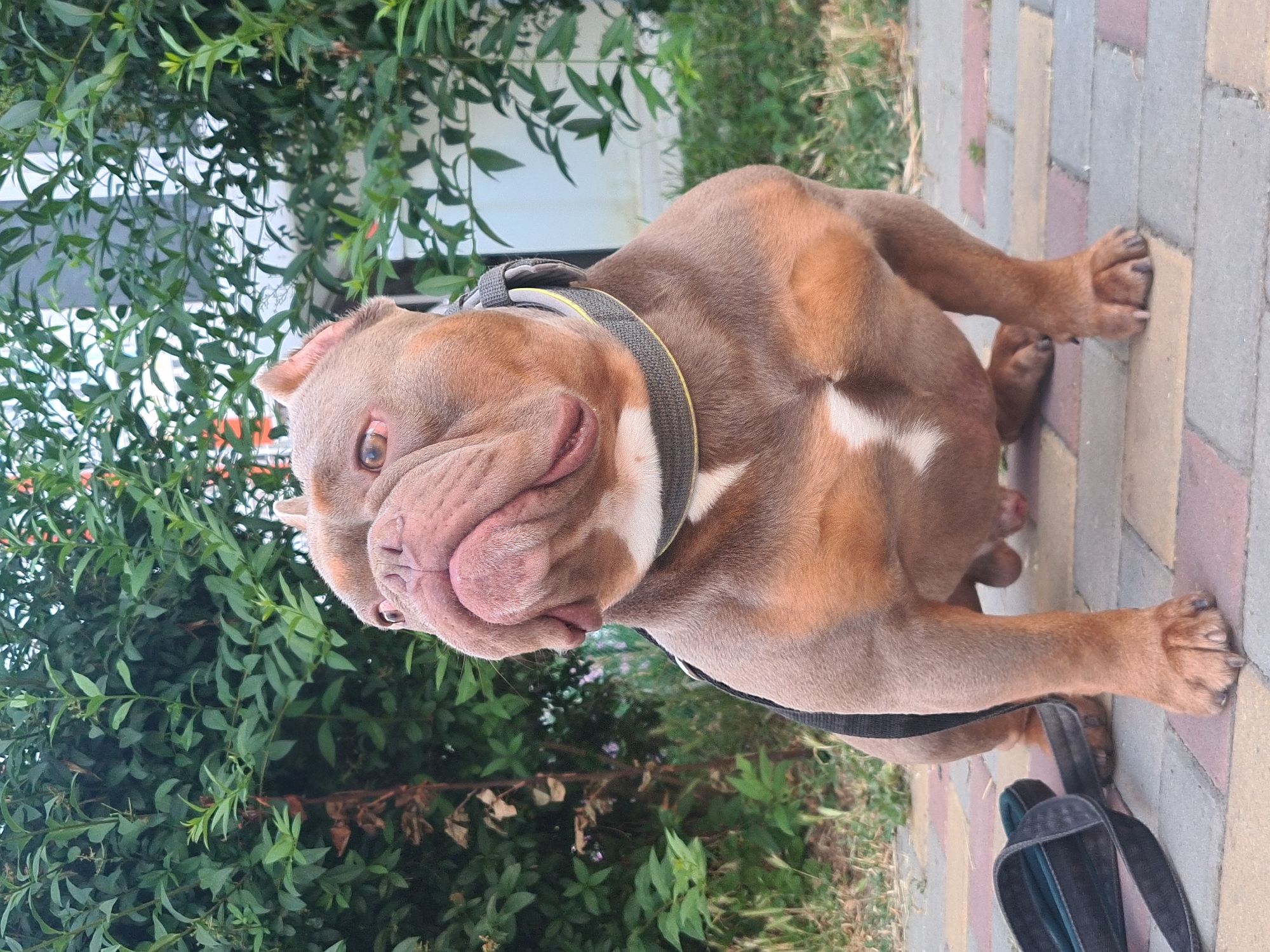 An adult, muscular, brindle-colored dog is seated on a paved walkway in front of a dense green bush. The dog is looking to its left with a wrinkled face and its ears are cropped. It is wearing a gray collar with a yellow stripe. A black leash is lying on the ground to the left of the dog. The background consists of green foliage and a light-colored building. The ground is paved with interlocking rectangular stones in various earthy tones.