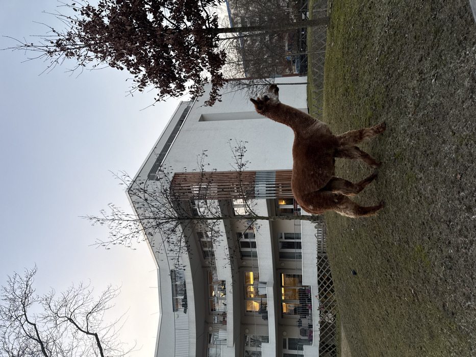 A brown alpaca stands on a grassy lawn. Behind the alpaca is a modern, white apartment building with curved balconies. Bare trees frame the building and the sky. The photo is taken from a low angle, making the building appear tall. The lighting suggests it is late afternoon or early evening.