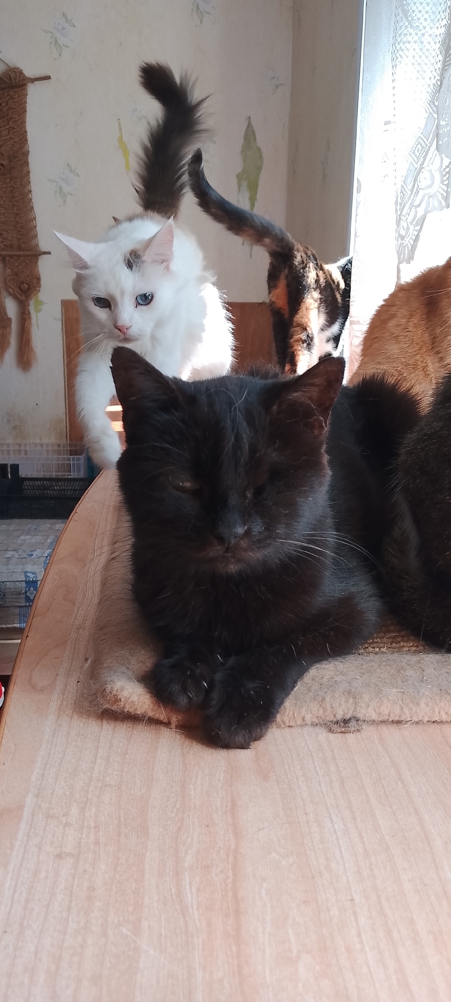 The image shows a close-up of four cats in an indoor setting. In the foreground, a black cat is lying down on a wooden surface, with its paws crossed. Behind it, a white cat with blue and brown eyes is partially visible. To the right of the white cat, a calico cat's tail is visible, and further to the right, the back of an orange cat is seen. The background appears to be a wall with a subtle floral pattern. The lighting suggests it is daytime. There is no information in the image to indicate the location is in Belgorod, Russia.