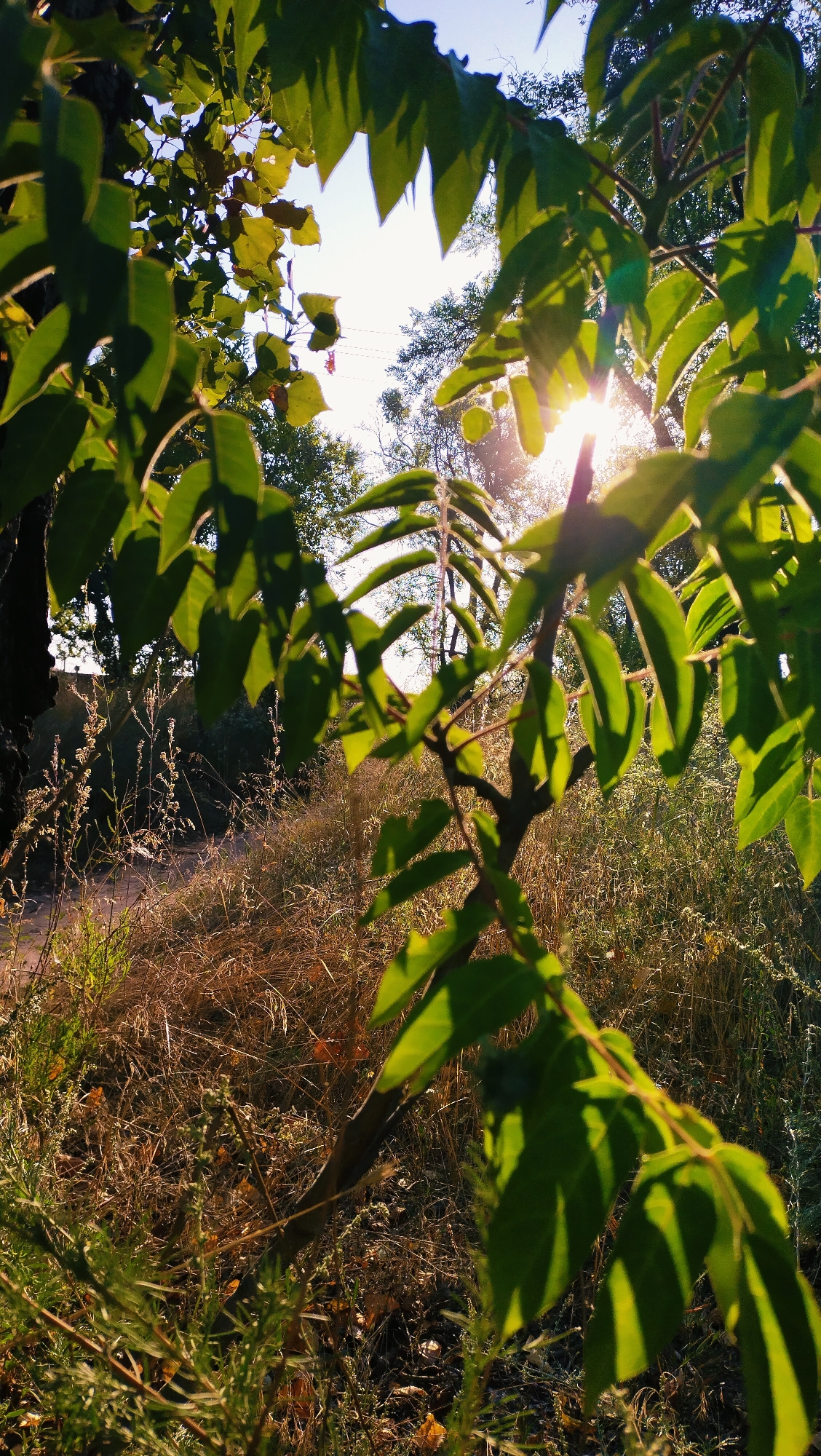 The photograph, taken in Horishni Plavni, Ukraine, presents a close-up, low-angle view of green leaves and branches of a tree in the foreground, obscuring parts of the scene. The sun is visible through the foliage, creating lens flare and highlighting the textures of the leaves, which are a vibrant green. The background is a sun-drenched, dry grassy area with some sparse vegetation and a dirt path leading away from the viewer. The overall impression is of a natural setting, possibly a park or a wilder area on the outskirts of the city, bathed in the warm light of either sunrise or sunset. There are no people or visible man-made structures, except for what appears to be a distant fence or wall on the left side of the image.