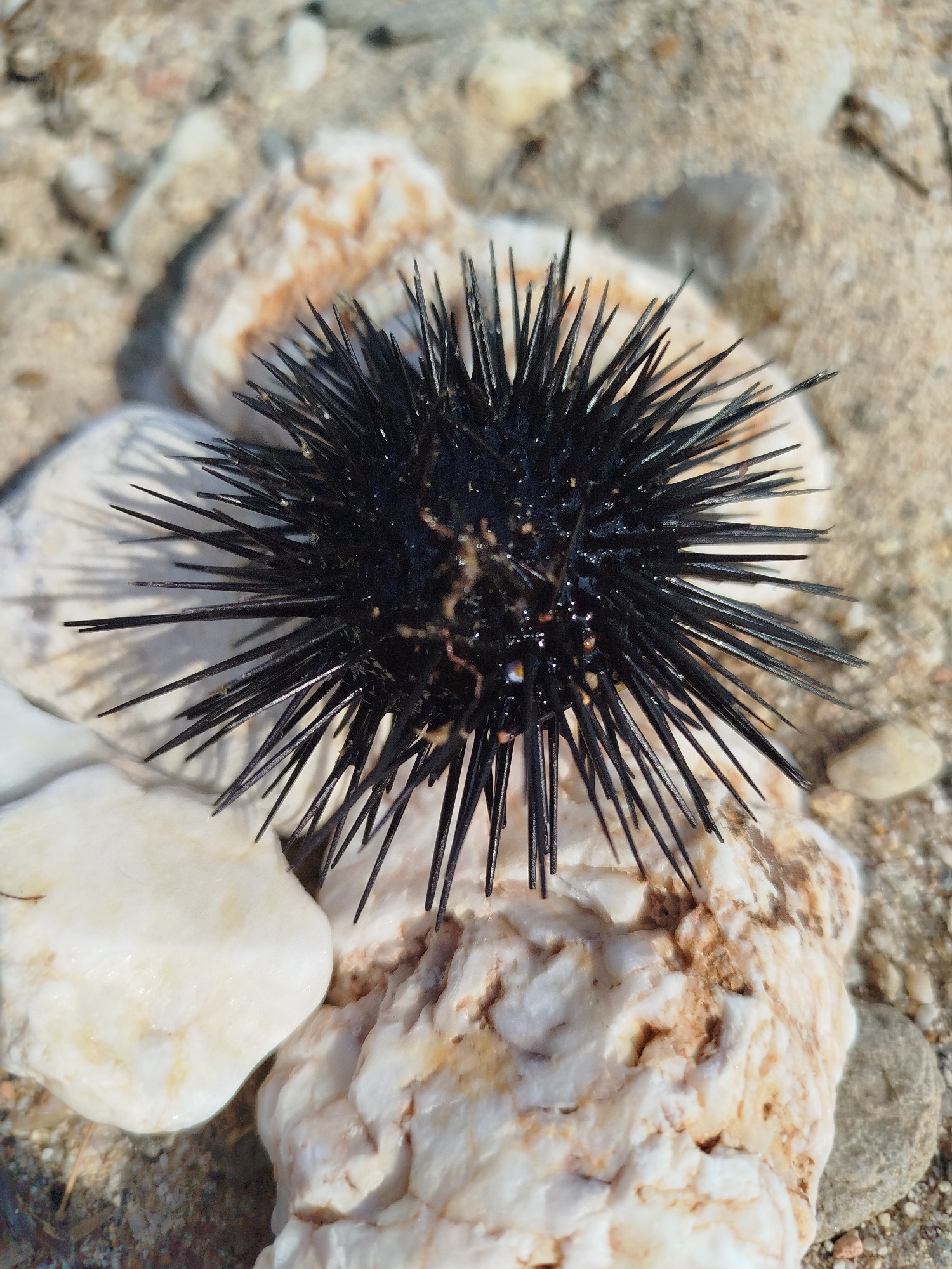 A black sea urchin is resting on a collection of smooth, light-colored stones on a sandy beach. The sea urchin's sharp spines radiate outwards, forming a spiky sphere. The stones are varied in size and texture, with some showing veins of orange and brown. The background consists of sand and smaller pebbles, with hints of dry vegetation. The lighting suggests a sunny day, casting shadows from the sea urchin's spines onto the stones. The scene appears to be a natural coastal environment, likely in Sithonia Municipal Unit, Greece. There are no people or animals visible in the image.