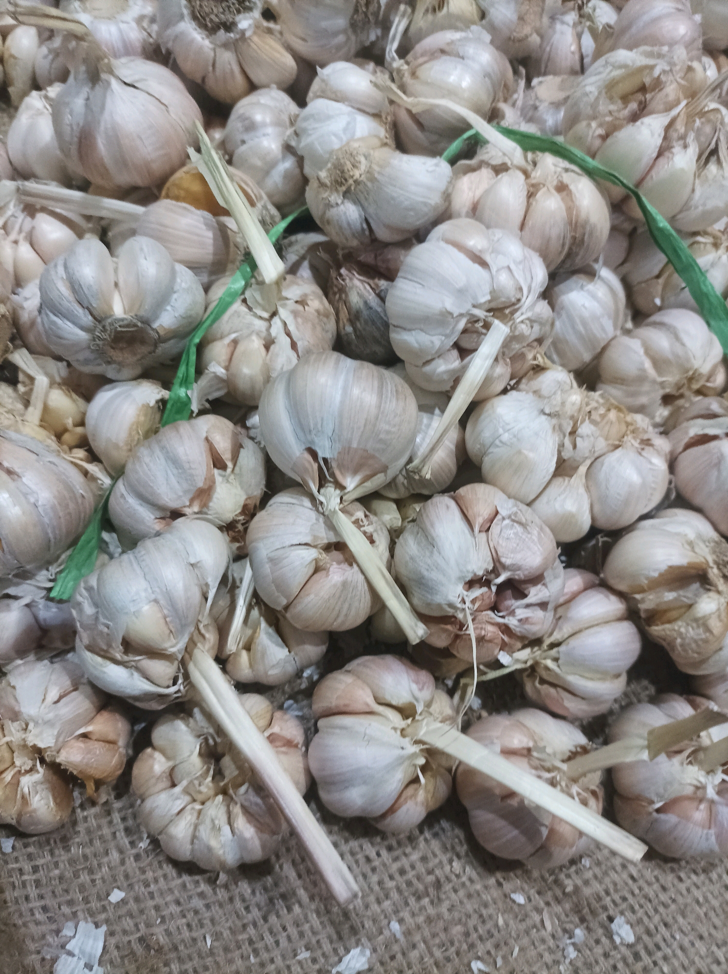 A close-up, high-angle shot captures a pile of fresh garlic bulbs resting on a textured, burlap-like surface, possibly in the city of Sumuragung, Indonesia. The garlic bulbs are predominantly white and light brown, with some exhibiting papery brown outer layers. Many of the bulbs are tied together in small bunches with thin, dried stalks or green plastic ties. The lighting is bright and diffuse, illuminating the details of the garlic and the texture of the surface. The composition is tightly cropped, focusing solely on the garlic and its immediate surroundings.