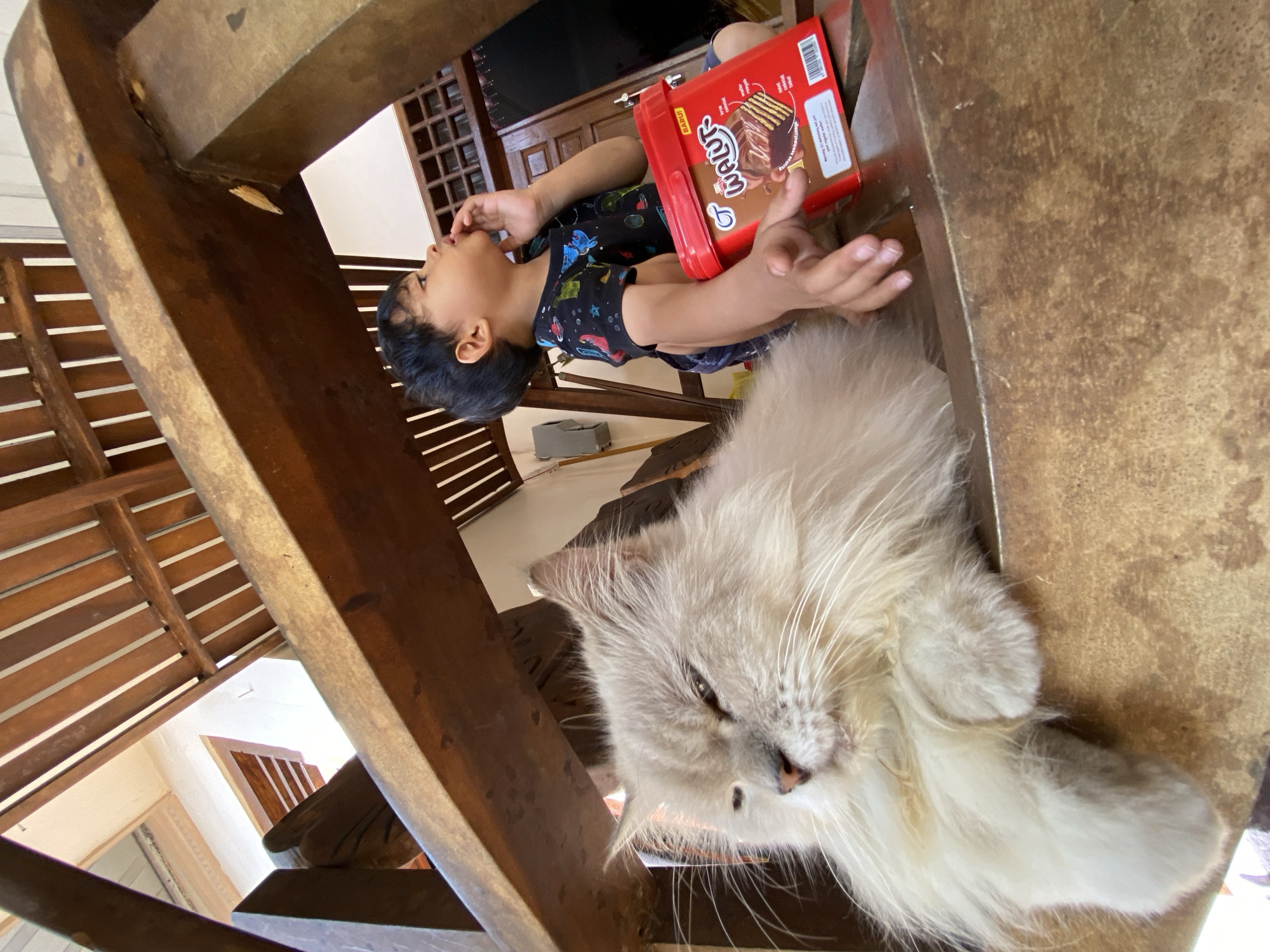 This image depicts a low-angle shot of a fluffy, light-colored cat and a young boy in Margorejo, Indonesia. The cat is positioned in the foreground on the left, with its head resting and eyes partially closed, looking to the left. Its front paws are draped over the edge of a wooden surface. To the right of the cat, a young boy with dark hair is seated. He is wearing a black t-shirt with a colorful, cosmic-print pattern. His right hand is raised to his mouth, and his gaze is directed upwards and to the right. Between the boy and the cat, a red rectangular container of "WALUT" brand chocolate wafers is visible. The background consists of wooden structures, including slatted panels and furniture, suggesting an outdoor or semi-enclosed space, possibly a patio or veranda. The lighting indicates daylight.