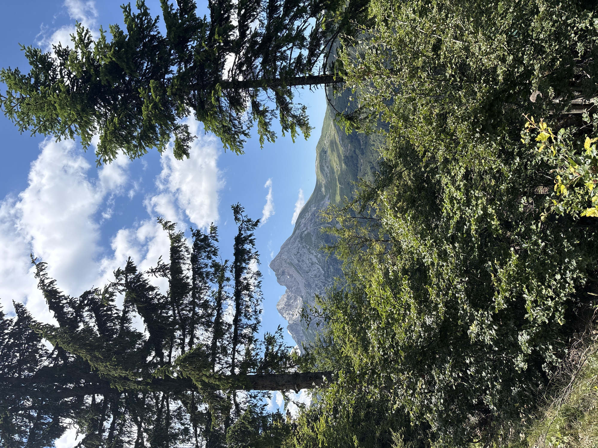 The image depicts a mountainous landscape viewed through the branches of coniferous trees and dense green foliage. In the distance, a rugged mountain peak with patches of snow rises against a bright blue sky dotted with white clouds. The foreground is dominated by lush green bushes and the trunks and branches of tall evergreen trees, framing the view of the mountains and the sky. The scene is consistent with the natural environment found in Katun Kobil do, Montenegro, which is known for its mountainous terrain and forested areas. There are no people or visible actions in the image.