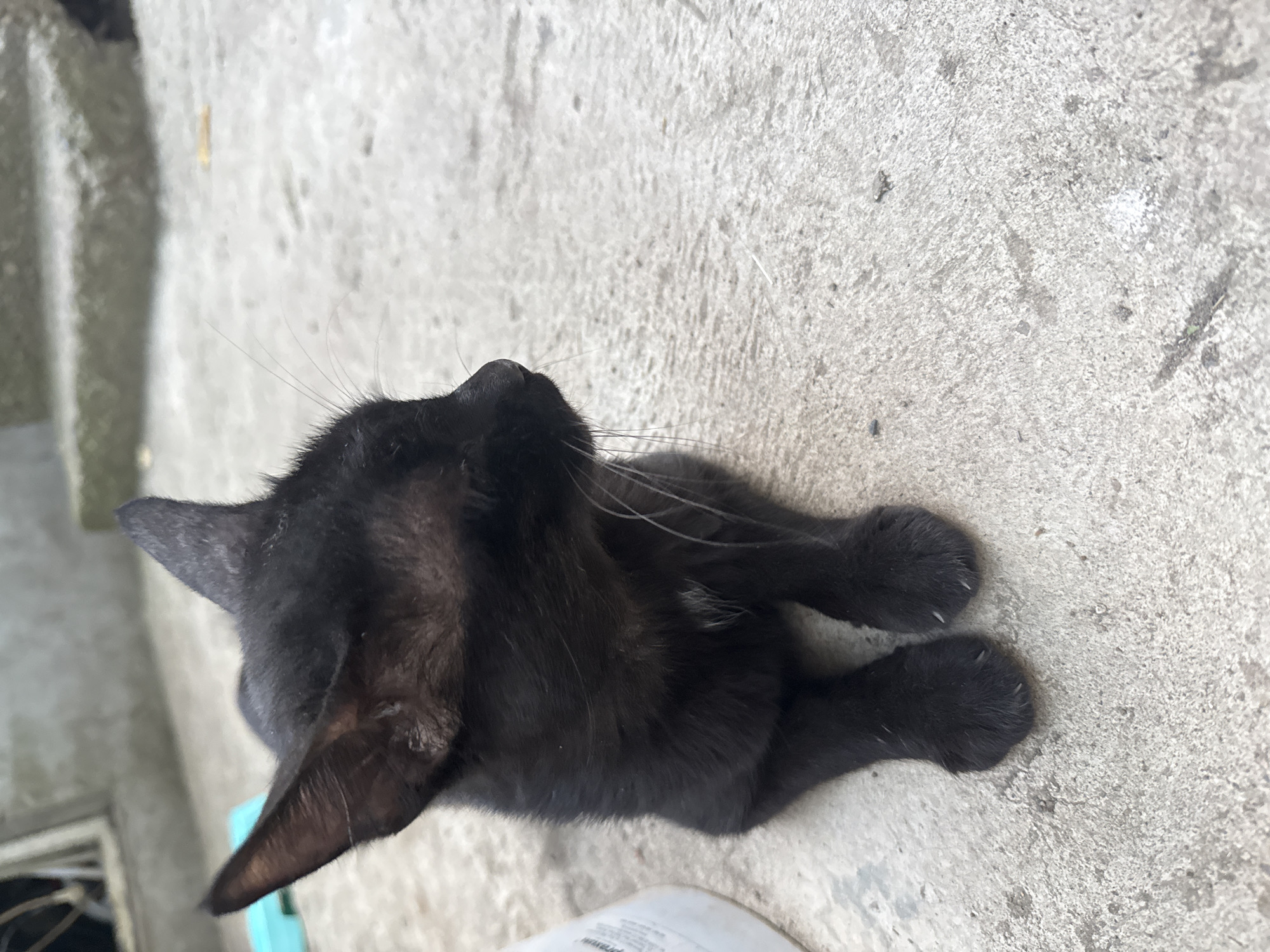 A black kitten is sitting on a concrete surface. The kitten is facing to the right, with its head turned slightly away from the camera. Its fur is short and appears to be slightly ruffled. The kitten has white whiskers and light-colored fur around its nose and chest. Its ears are pointed upwards. The concrete surface is a light gray color with some rough texture and small dark spots. In the background, there are blurred concrete stairs and a wall. There are no people visible in the image, nor any indication of the city of Montana, Bulgaria.
