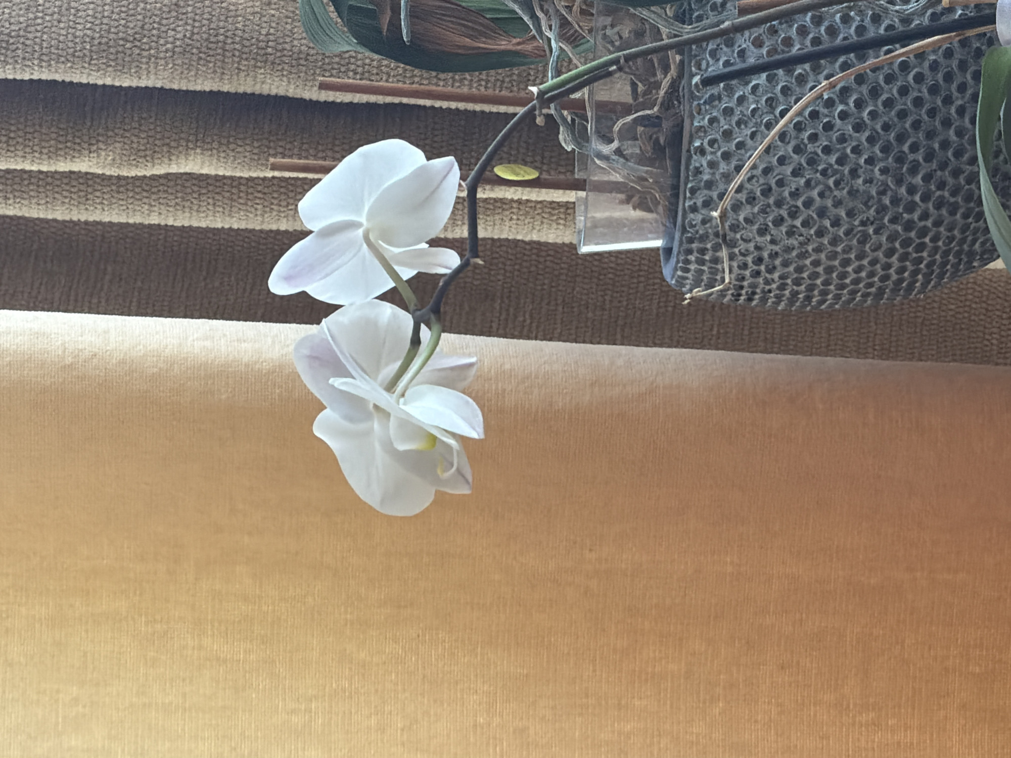 The image, rotated 90 degrees clockwise, prominently features two elegant white orchids in bloom, displaying delicate purple-pink accents on their petals. These orchids are depicted growing downwards, emerging from a plant container system visible in the upper right. This system includes a dark grey pot with a distinct honeycomb-like texture, along with green leaves, exposed aerial roots, and slender brown support stakes. A small, light yellow oval tag is affixed near the orchid stem.
The background is composed of two main elements: the upper section shows several horizontal folds of light brown, textured fabric, resembling a curtain or blind, which creates subtle shadows. The lower section presents a smoother, golden-tan fabric, offering a warm and soft backdrop. The lighting suggests a natural, indoor setting.
No specific activity or people are present in the image. There is no visible text. The scene, located in Varna, Bulgaria, conveys a sense of serene natural beauty in an indoor environment.