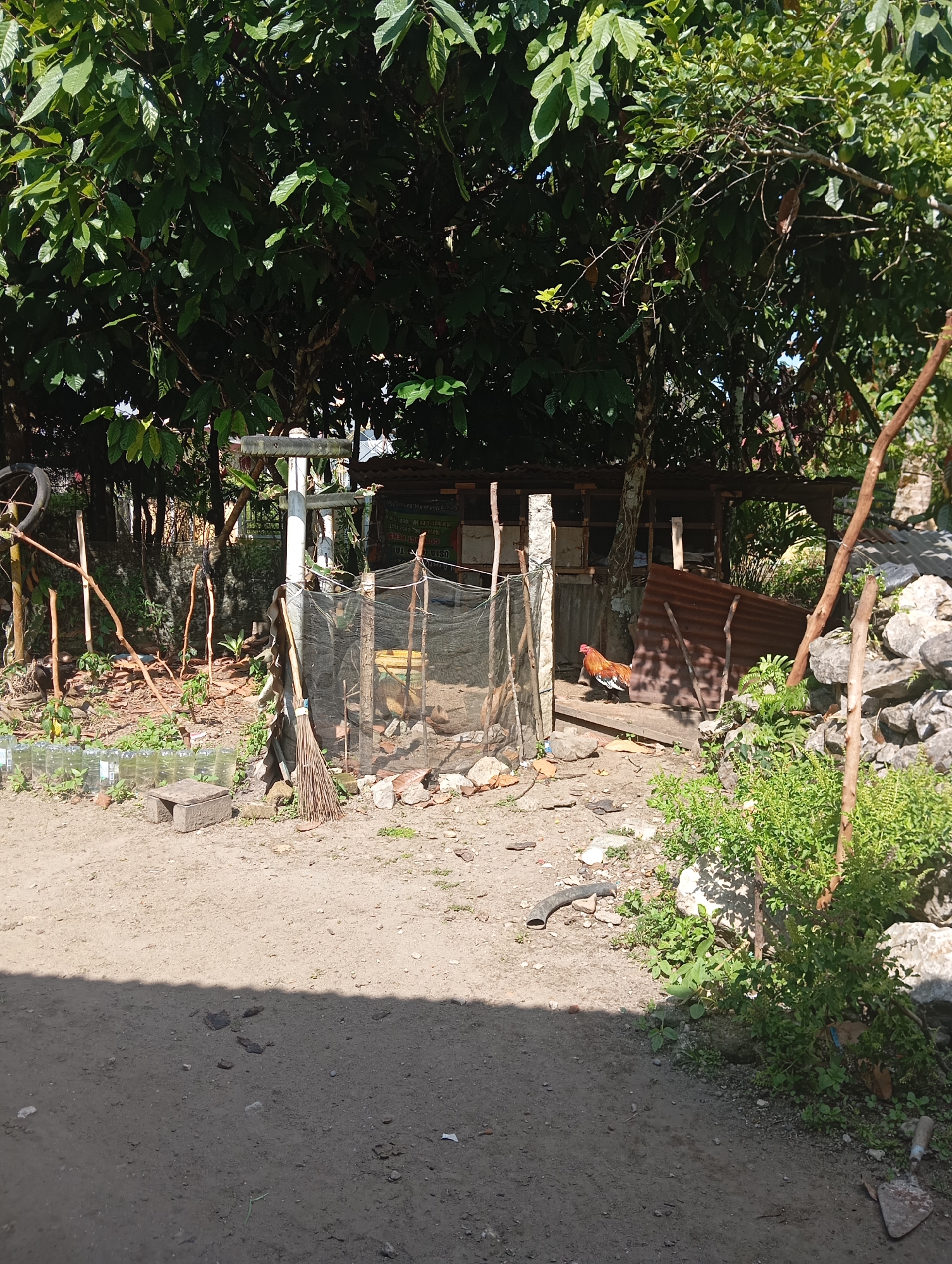 A rooster with brown, black, and white plumage stands outside a simple coop made of wood and corrugated metal. The coop has a sloped roof and an open entrance. The ground is dirt and gravel, with scattered rocks and some sparse green vegetation. To the left of the coop, a black net enclosure is visible, supported by wooden posts. A broom made of straw leans against one of the posts. In the foreground, a dirt path is partially shaded by what appears to be a tree. The background features lush green foliage from large trees, creating a dappled sunlight effect. The scene is set in a rural or semi-rural area. The image was captured in Kamang Mudiak, Indonesia.