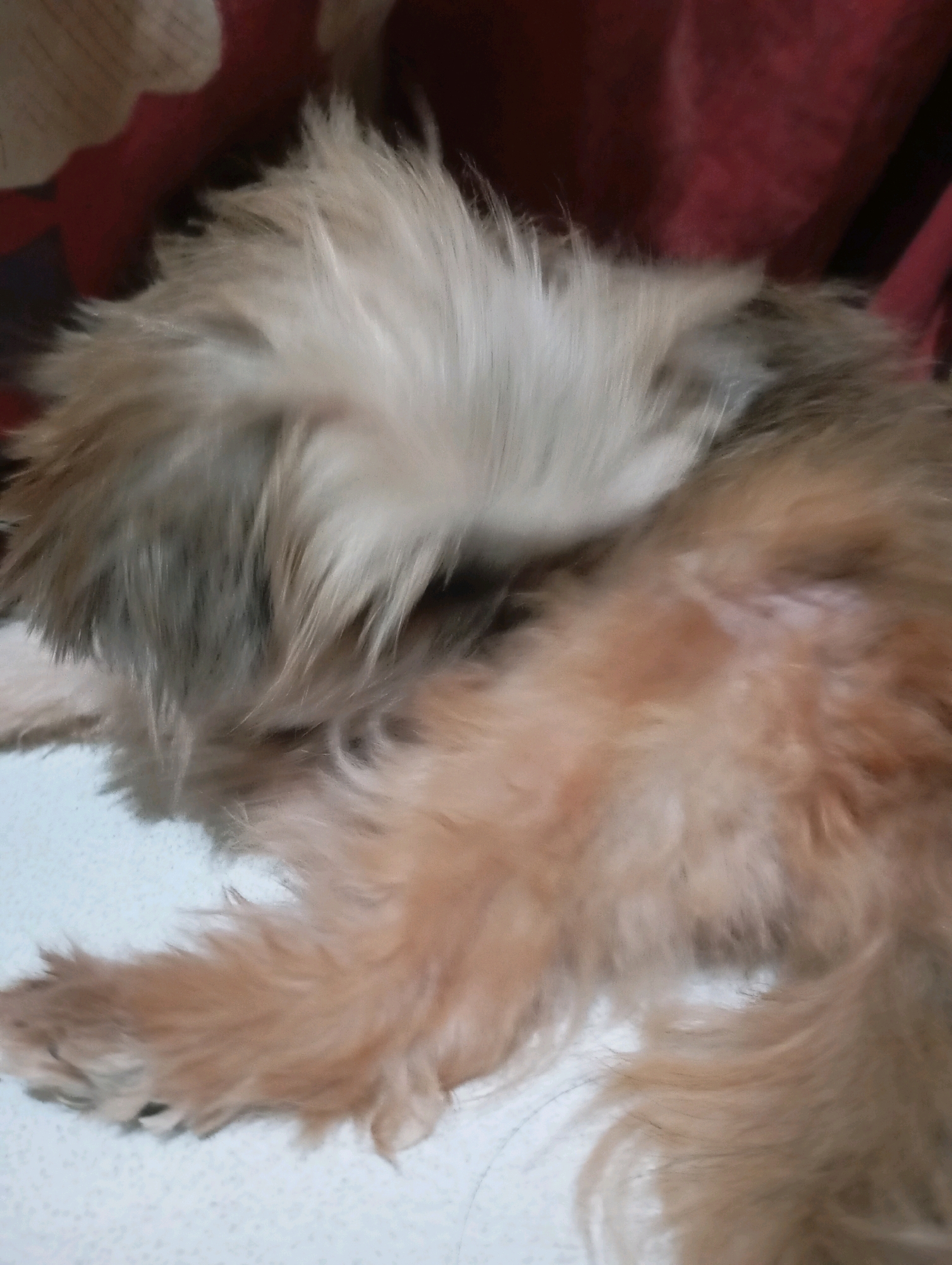 An overhead close-up shot shows a shih tzu dog lying on a textured white surface. The dog's fur is a mix of light brown and white, with some darker grey markings on its back. The dog is curled up with its head tucked under its body, obscuring its face. A blurry red and dark brown patterned fabric is visible in the upper portion of the image, suggesting the dog may be lying on a bed or couch. The lighting is dim, creating shadows and a slightly hazy effect. There is no discernible context indicating the location within Balikpapan, Indonesia.