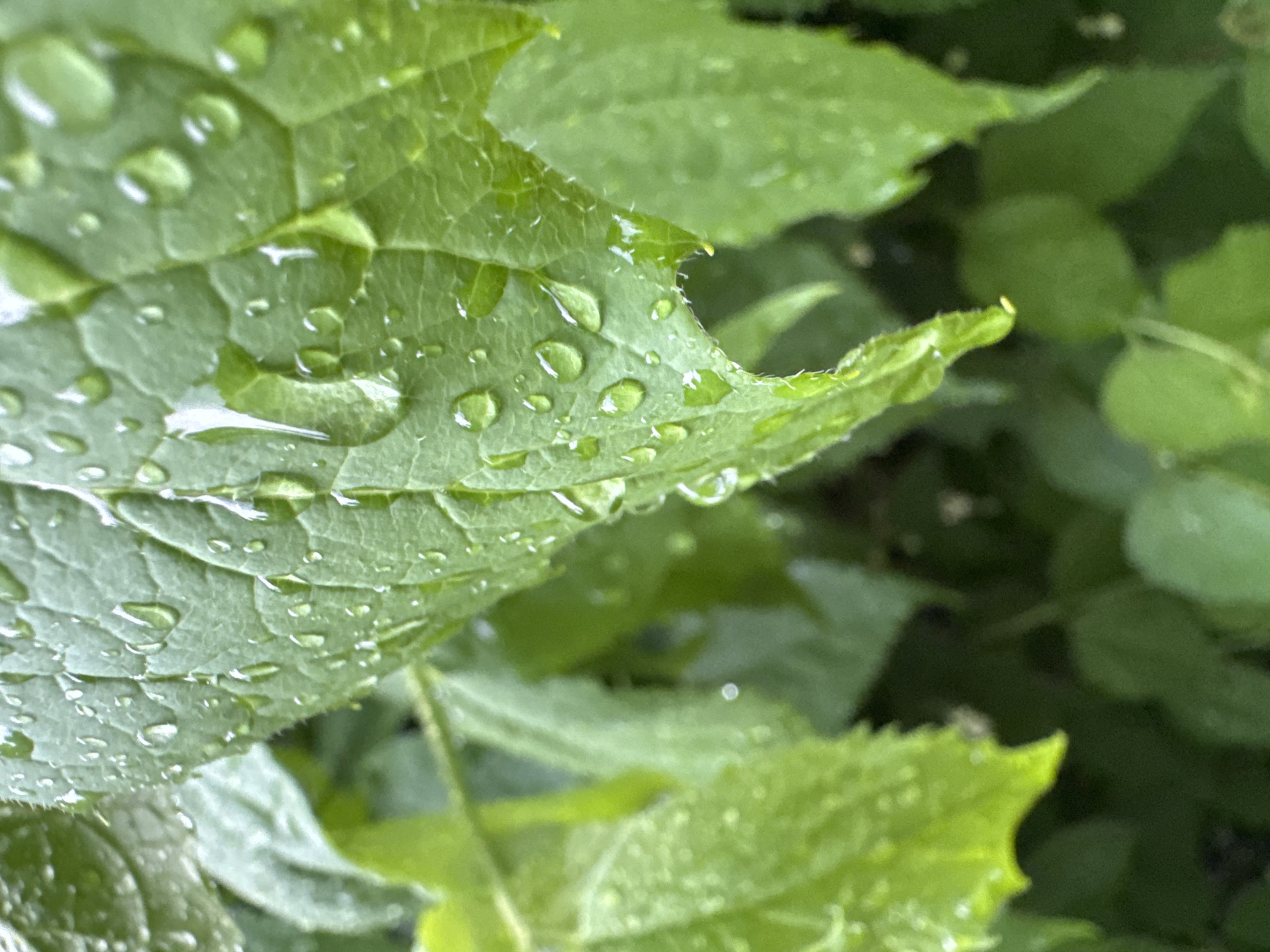 A close-up, eye-level shot captures vibrant green leaves glistening with numerous water droplets, suggesting recent rainfall. The leaves exhibit a textured surface with visible veins, and some have slightly serrated edges. The shallow depth of field blurs the background, revealing more foliage in softer greens and darker shadows. The lighting is natural and diffused, contributing to the moist appearance of the leaves. No people or structures are visible in the frame. The setting appears to be an outdoor natural environment, likely a garden or park.