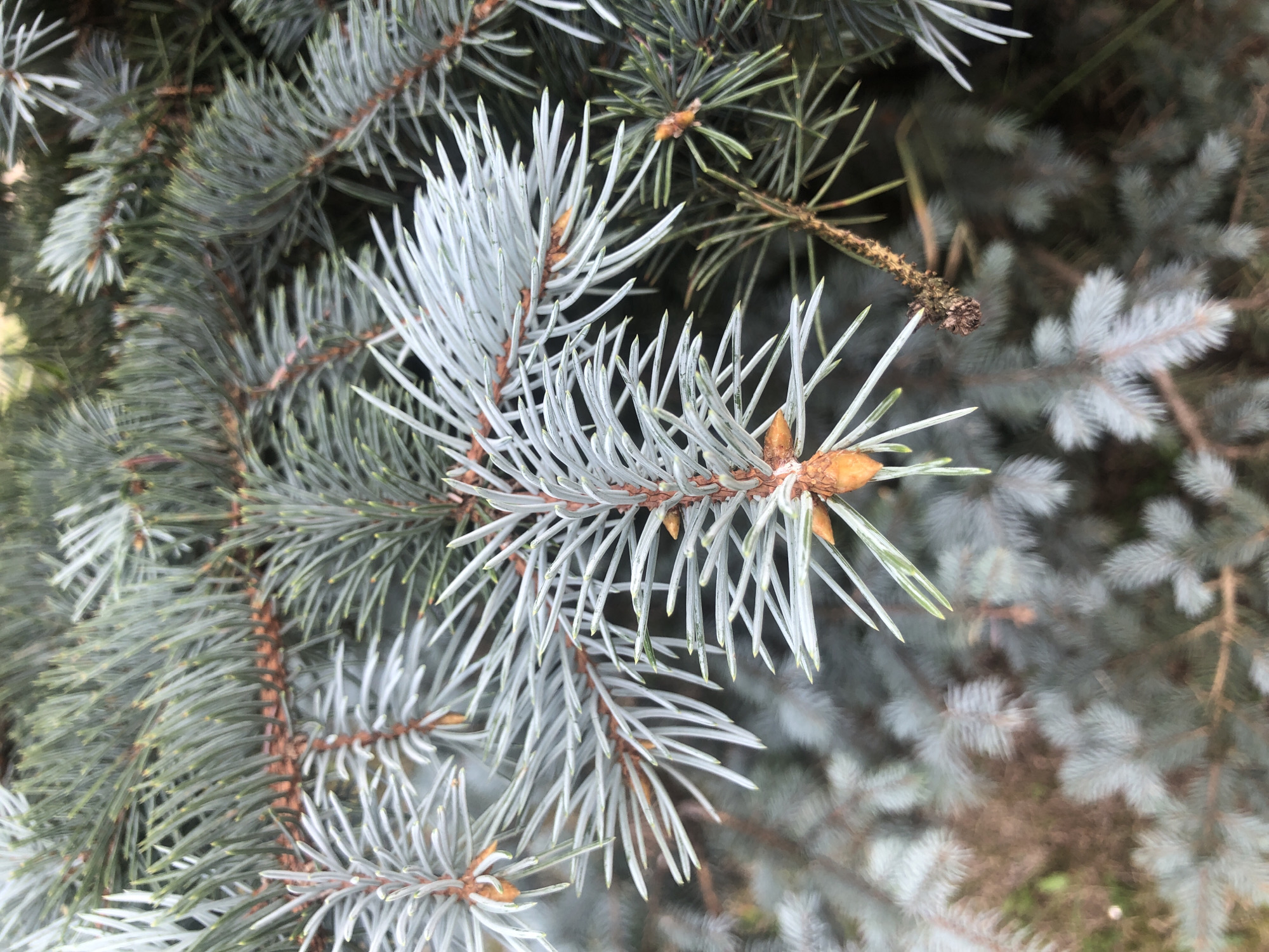 The image is a close-up, eye-level shot of a blue spruce tree's branches and needles. The needles are a silvery-blue color and are densely packed on the branches. Some of the branches have small, brown pinecones. The background is out of focus and appears to be more of the tree's foliage, with hints of brown ground visible. The lighting is natural, suggesting it was taken outdoors during the day. The image is devoid of any human presence or activity. Given the context of the city of Tutaev, Russia, this image likely depicts a decorative or natural element within the city's landscape, possibly in a park, garden, or along a street.