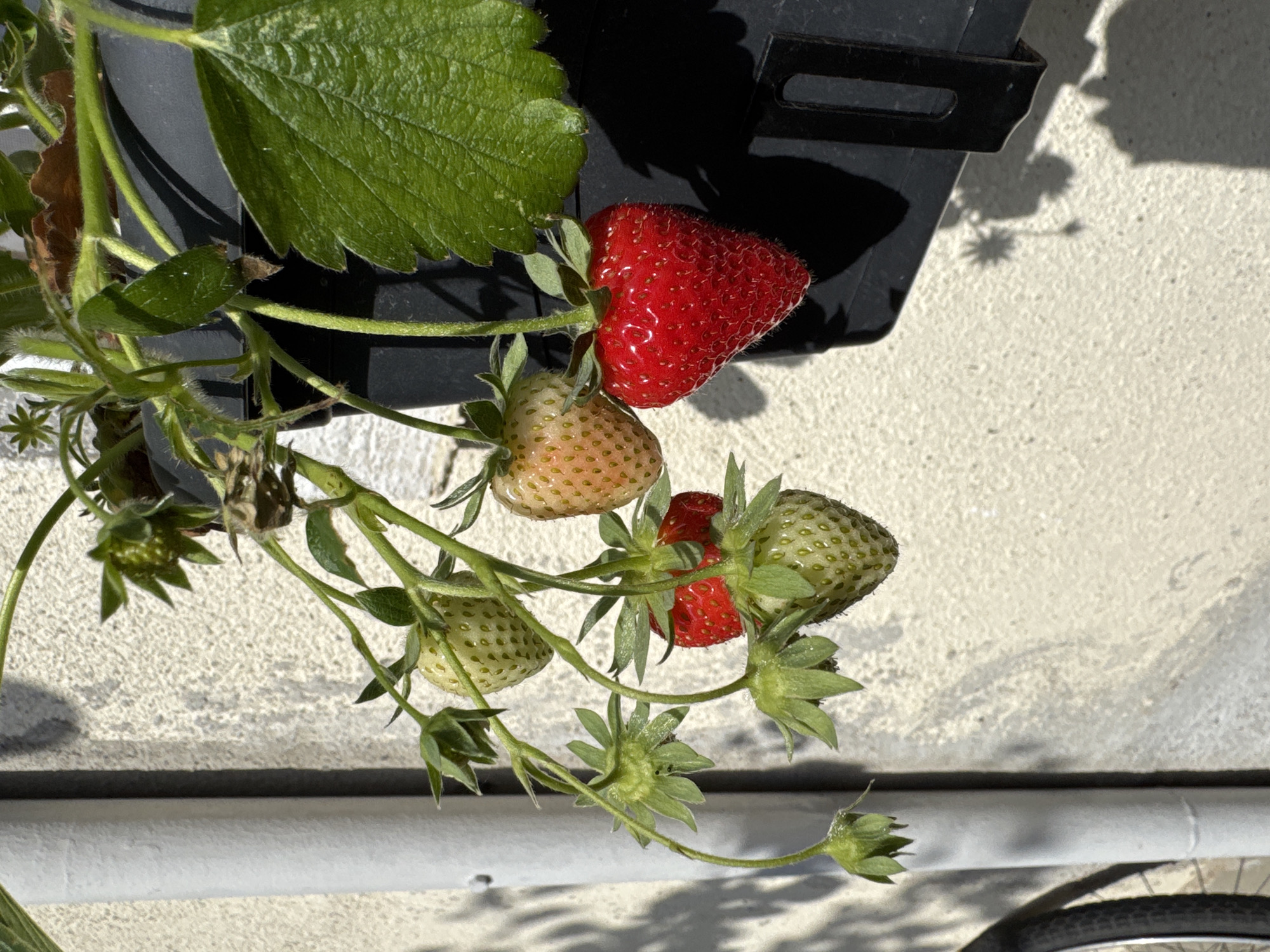 A close-up, slightly tilted, outdoor shot shows a strawberry plant hanging from a black container against a light-colored wall. A mix of ripe red strawberries and unripe green/yellow strawberries are visible. A large green leaf is at the top left. The background includes a horizontal white pipe and the edge of a bicycle tire. The location appears to be urban, but the specific city is unknown.