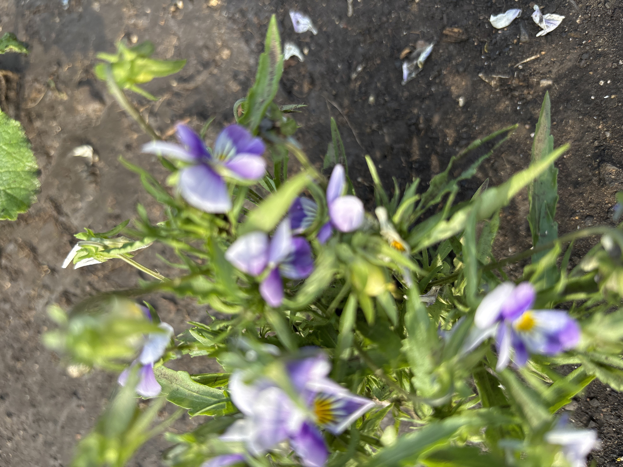 The image shows a close-up, out-of-focus view of small, purple and white flowers with yellow centers, likely violets or pansies, growing in dark soil. The flowers are surrounded by green foliage. The background is blurred, showing more soil and some green leaves from a larger plant. Several small, white, petal-like fragments are scattered on the soil surface. The scene appears to be outdoors in a natural or garden setting. There is no indication of Chernogorsk, Russia.