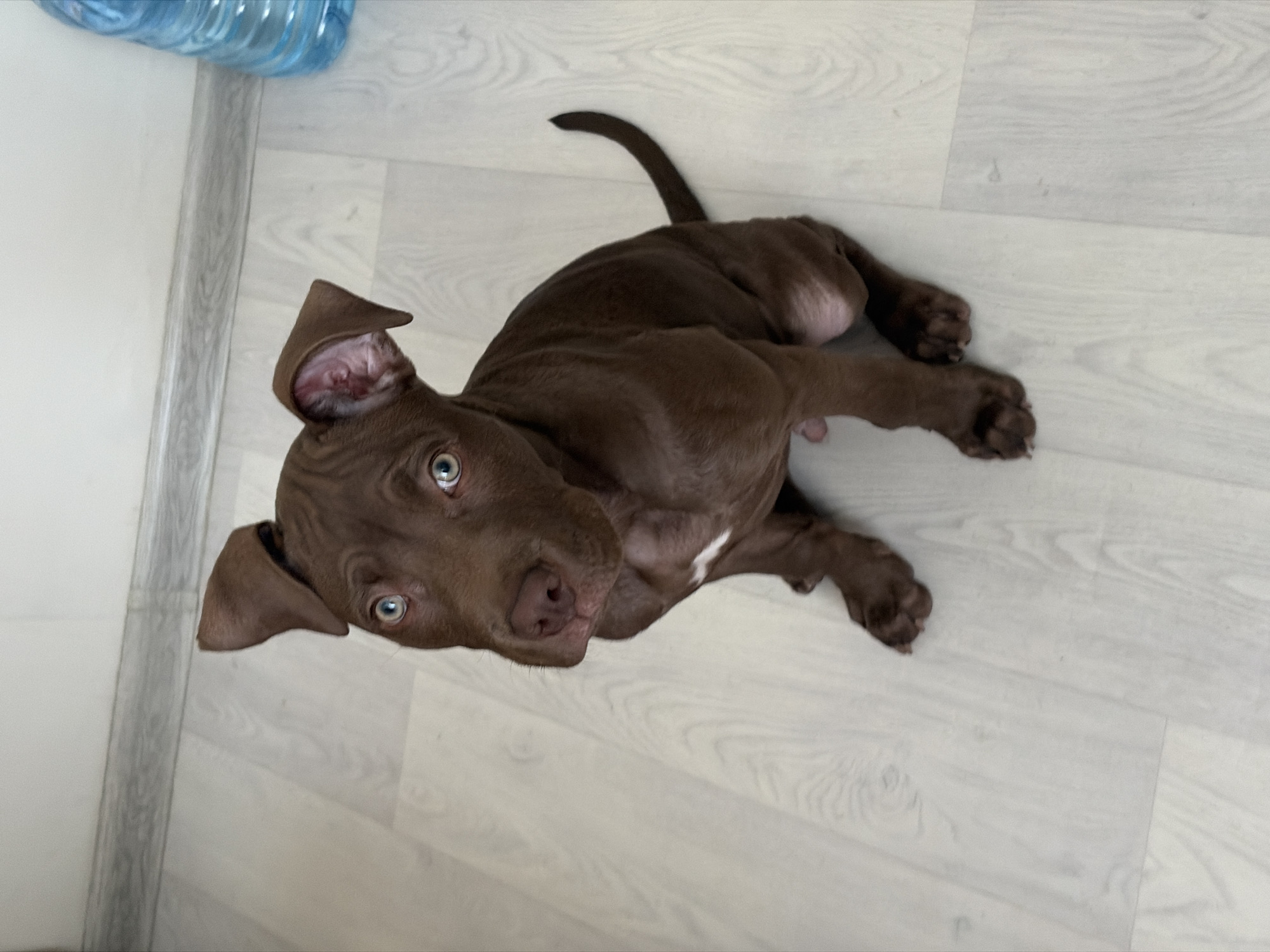 An overhead shot shows a brown pit bull puppy sitting on a light-colored wood-grain floor. The puppy's ears are perked up and its bright blue eyes are looking directly at the camera. A small patch of white fur is visible on its chest. To the right of the puppy, a large blue plastic water jug is partially visible. In the background, there is a white wall with a gray baseboard. The scene appears to be indoors, likely in a residential setting in the city of Chaikovsky, Russia.