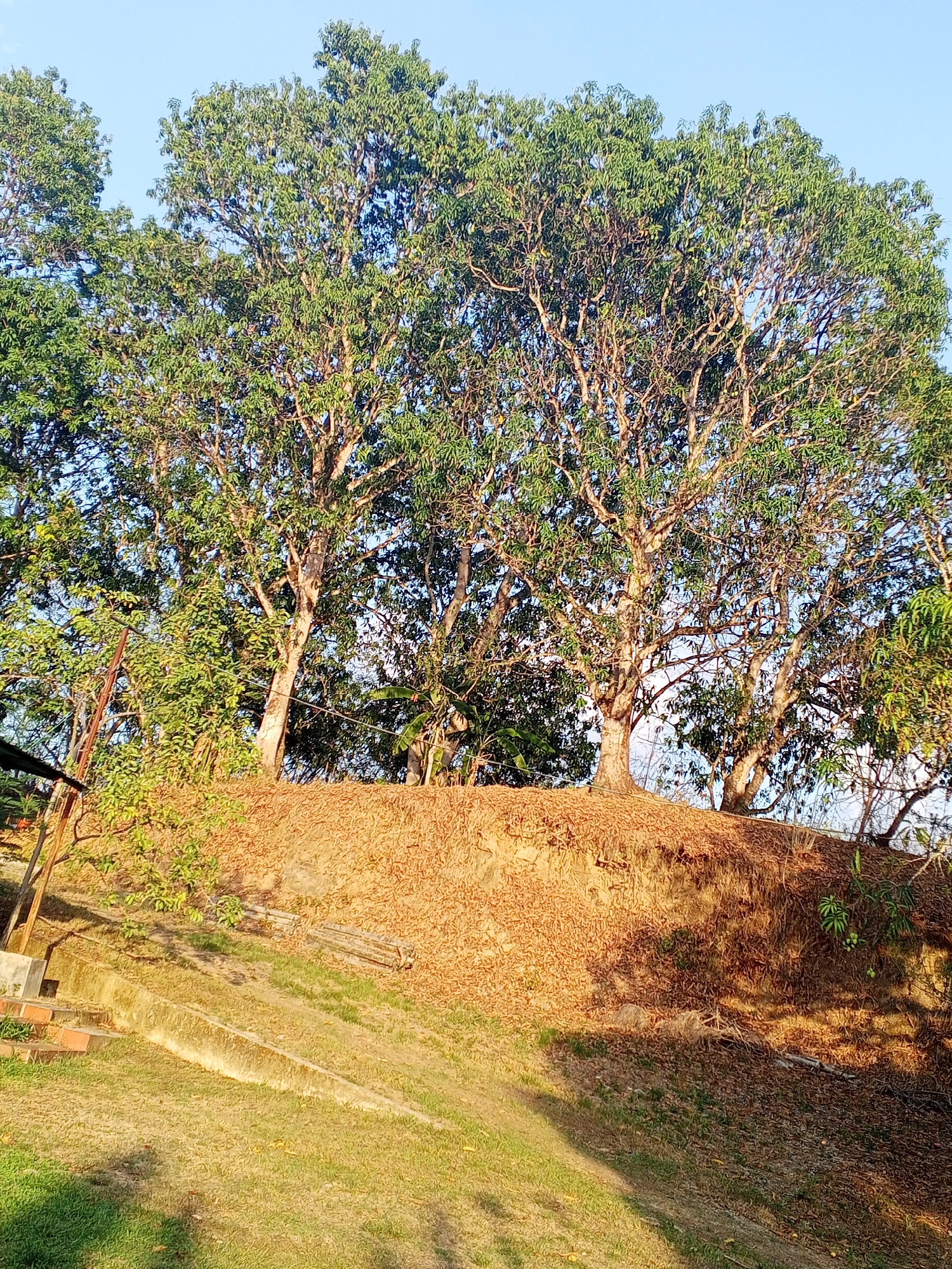 The image shows a group of trees atop a small hill, located in Tinaquillo, Venezuela. The trees have green foliage and bare branches visible against a light blue sky. The hill is covered in a layer of dry, brown leaves. The foreground consists of a grassy slope, partly in shadow, with a concrete retaining wall and steps on the left side. A metal structure is partially visible on the left, next to the retaining wall.