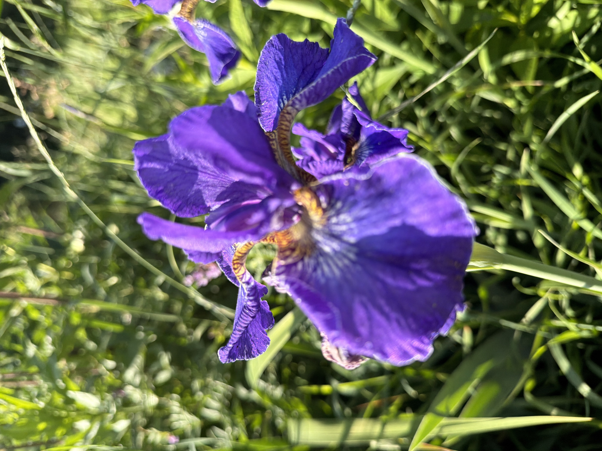 This media file is a close-up, upward-facing, outdoor photograph of purple iris flowers. The focus is on the intricate details of the petals, with some parts of the flowers appearing blurred due to the shallow depth of field. The background consists of out-of-focus green foliage, suggesting a garden or natural setting. The lighting indicates it is daytime, with sunlight highlighting the textures and colors of the flowers. There are no people or animals visible, and no text is present. The image captures the natural beauty of the iris flowers in their environment, likely in Petukhi, Russia, as per the location context. The overall mood is serene and contemplative, emphasizing the delicate structure of the blooms.