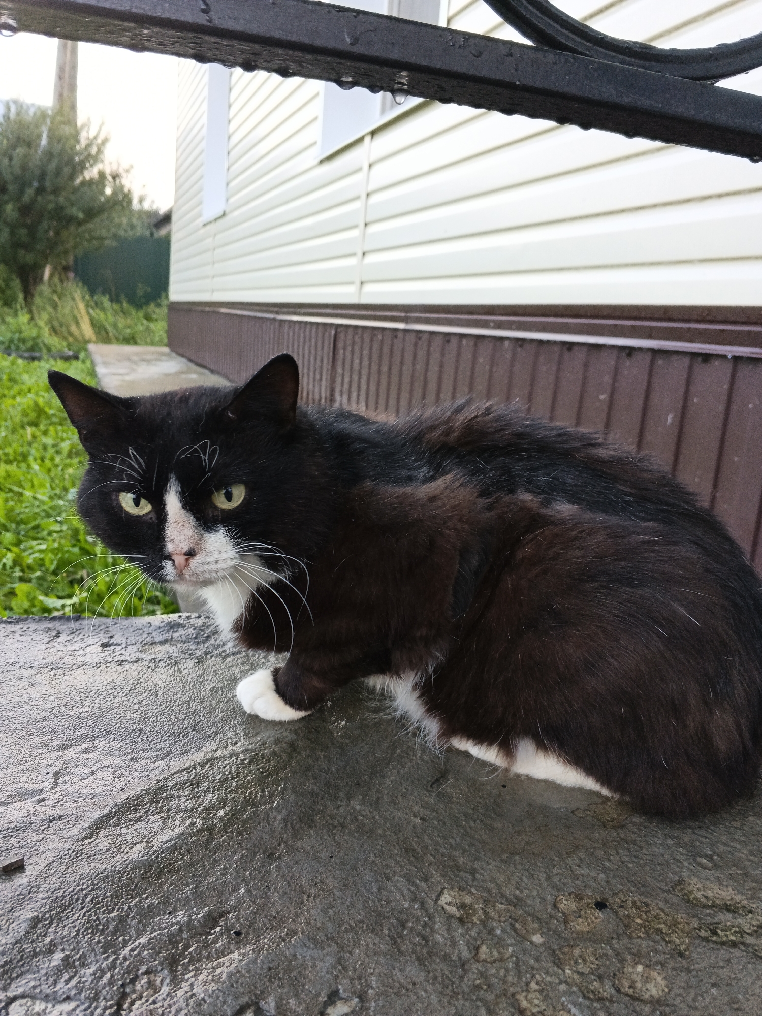 A black and white cat with green eyes sits on a wet stone surface in front of a beige-sided building in Medvedyovka, Russia. The cat is facing the camera, with its body partially turned to the right. Its fur is matted in some areas, suggesting it may have been in the rain. The building's siding is horizontal and ribbed, and a brown baseboard runs along the bottom. A black metal railing with water droplets hangs overhead. Green grass and a fence are visible in the background.