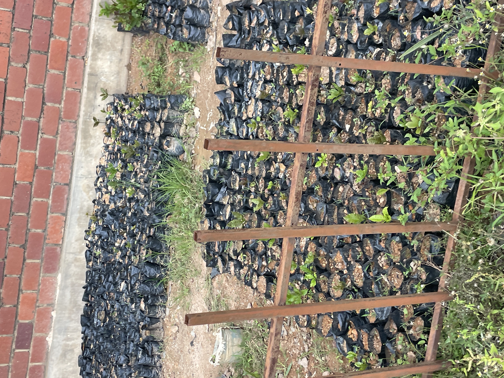 The image shows a large number of small plants in black plastic bags, arranged in rows. These plants are outdoors, with some dry soil and grass visible around them. In the foreground, to the left, is a brick wall. There are also some metal structures that appear to be part of a support or shelving system for the plants, with some rust visible on the metal. Green foliage and weeds are growing around the plants and in the background, suggesting an outdoor nursery or garden setting. The lighting suggests it is daytime. The scene is static, with no people or specific activities depicted, other than the passive growth of the plants. The overall impression is one of a cultivated area for plant propagation, possibly in Barakin Lerawi, Nigeria, given the location context. There is no visible text in the image.