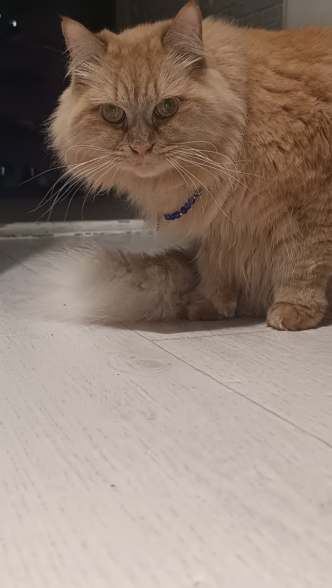 A medium shot shows a fluffy, ginger cat sitting on a light-colored wooden floor. The cat is facing the camera, with its head slightly tilted. It has green eyes and long, white whiskers. A blue beaded collar is around its neck. The background is dark and out of focus, with some faint vertical lines suggesting a window or blinds. The lighting is dim, creating soft shadows. The image does not contain any information about the city of Chaikovsky, Russia.