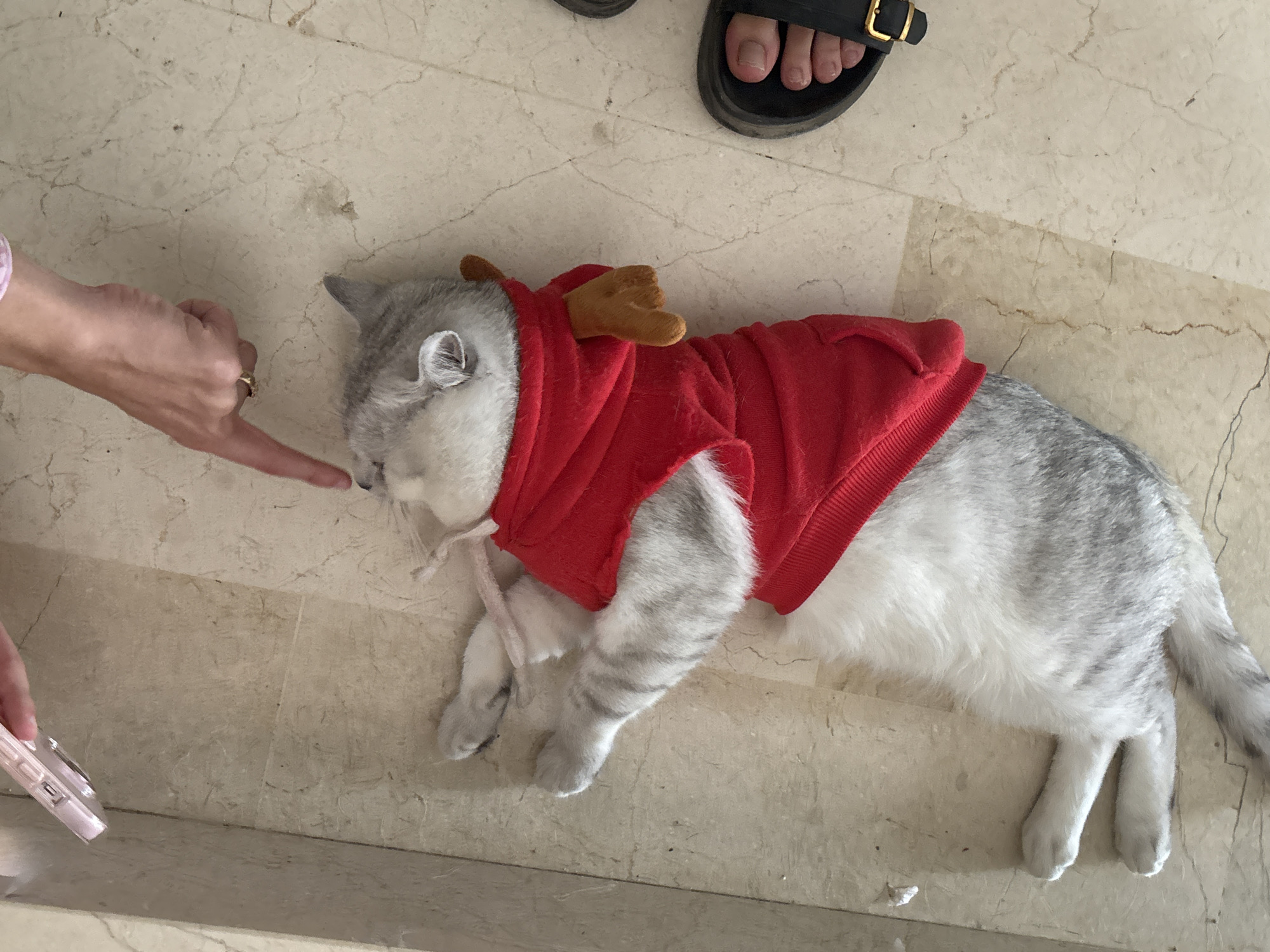 An overhead shot shows a grey and white cat lying on its back on a beige marble floor. The cat is wearing a red hooded sweatshirt with small brown antlers sewn onto the hood. A person's hand is visible in the upper right corner, with a finger extended towards the cat's nose. To the right of the cat, a person's bare foot is visible wearing a black sandal with a gold buckle. A pink phone case is also partially visible in the upper left corner of the frame.