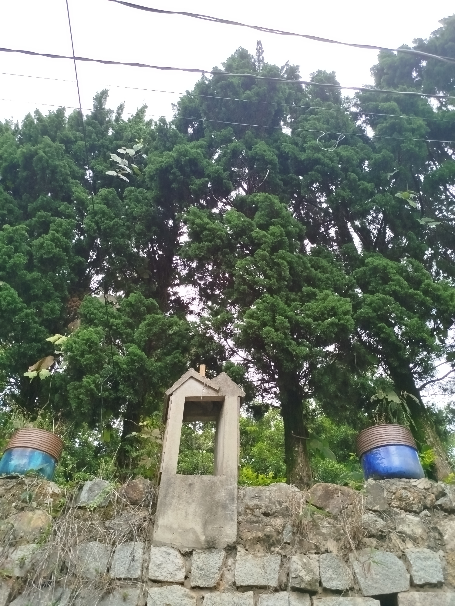 The image depicts a segment of a stone wall in Da Lat, Vietnam, with a concrete structure resembling a small shrine or planter box situated atop it. Two blue planters with brown rims are placed on the wall, one to the left and one to the right of the shrine. Behind the wall, a dense canopy of lush green trees, likely cypress trees, forms a backdrop against an overcast sky. Overhead, several dark electrical wires traverse the scene. The foreground is dominated by the textured surface of the stone wall, with dry grass and small plants growing between the stones. The overall atmosphere is one of natural serenity juxtaposed with urban infrastructure.