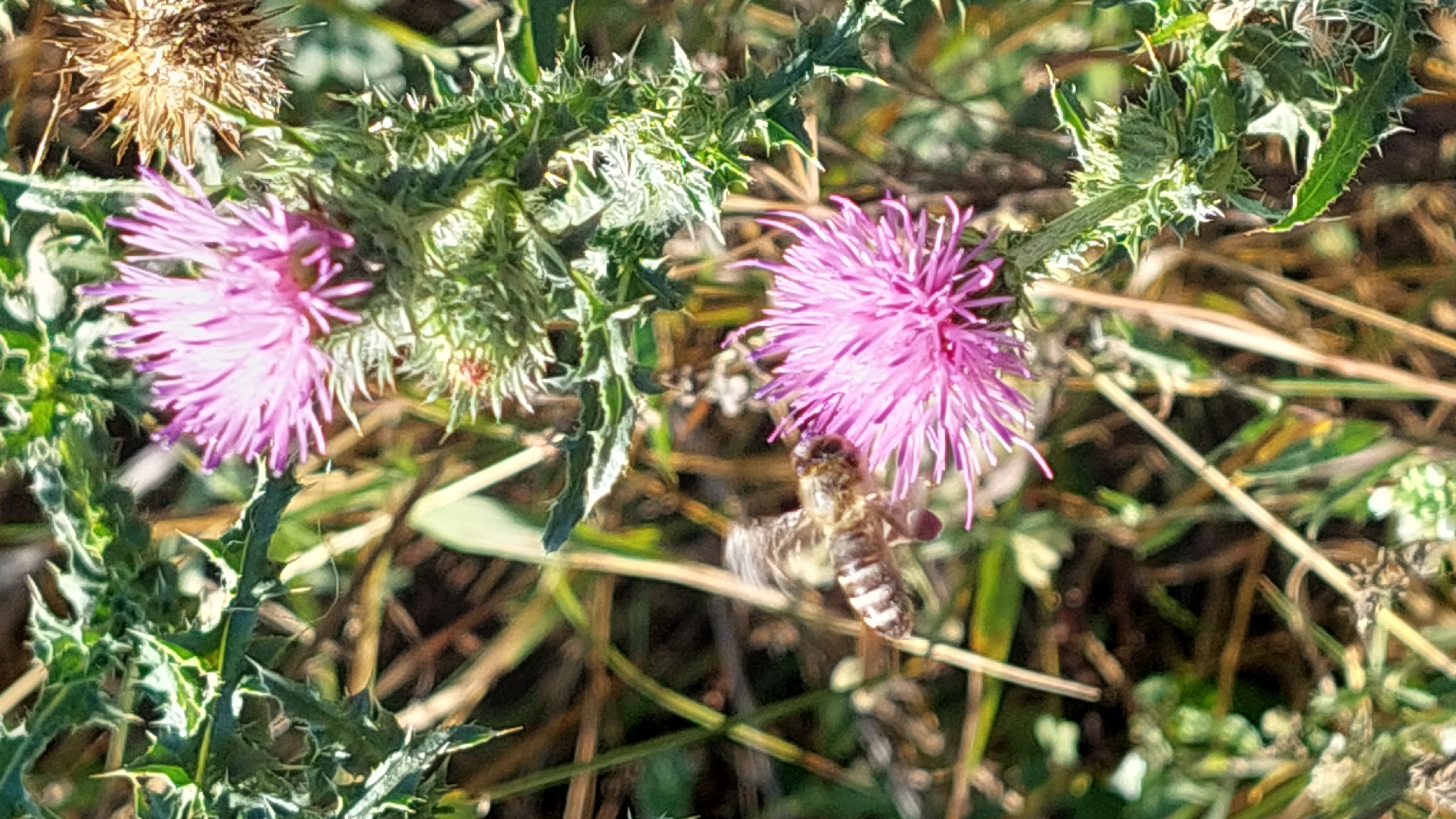 A bee is flying towards a pink thistle flower in Kozarovychi, Ukraine. The bee is in mid-air, with its wings blurred from motion. It has a brown and yellow striped body. The thistle flower is in focus, with delicate pink petals and a spiky green base. The background is a blur of green and brown vegetation, suggesting a natural outdoor setting.