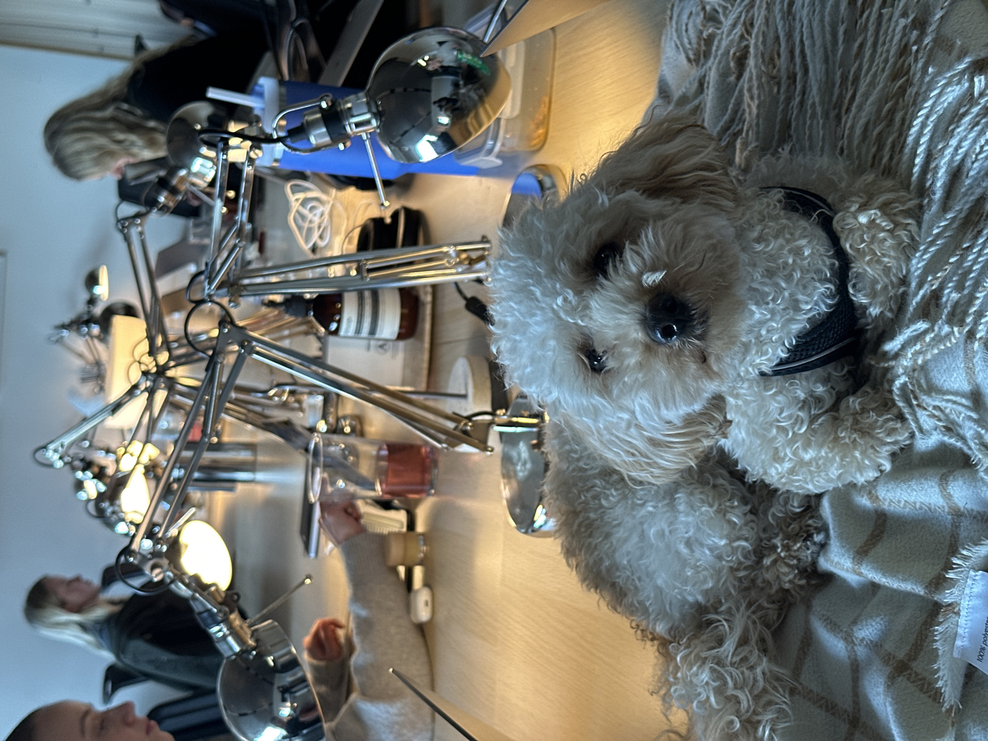 A light-colored, curly-haired dog, wearing a black harness, is observed resting on a beige and white patterned blanket in the foreground, facing directly towards the viewer. The mid-ground features a long, light-toned wooden table equipped with numerous illuminated chrome-finished task lamps. Three individuals are seated at the table in the background, partially obscured by the lamps. One person on the left has hands near a glass containing a reddish liquid. A blonde-haired person is visible in the center-left, and another blonde-haired person is on the right, near a blue insulated cup. Additional objects on the table include a dark brown bottle with a white label, a white wireless earbud case, and various cables. The environment is consistent with a contemporary co-working space or office, commonly found in urban centers such as London, United Kingdom; however, a precise location within London cannot be determined from the visual information provided.
