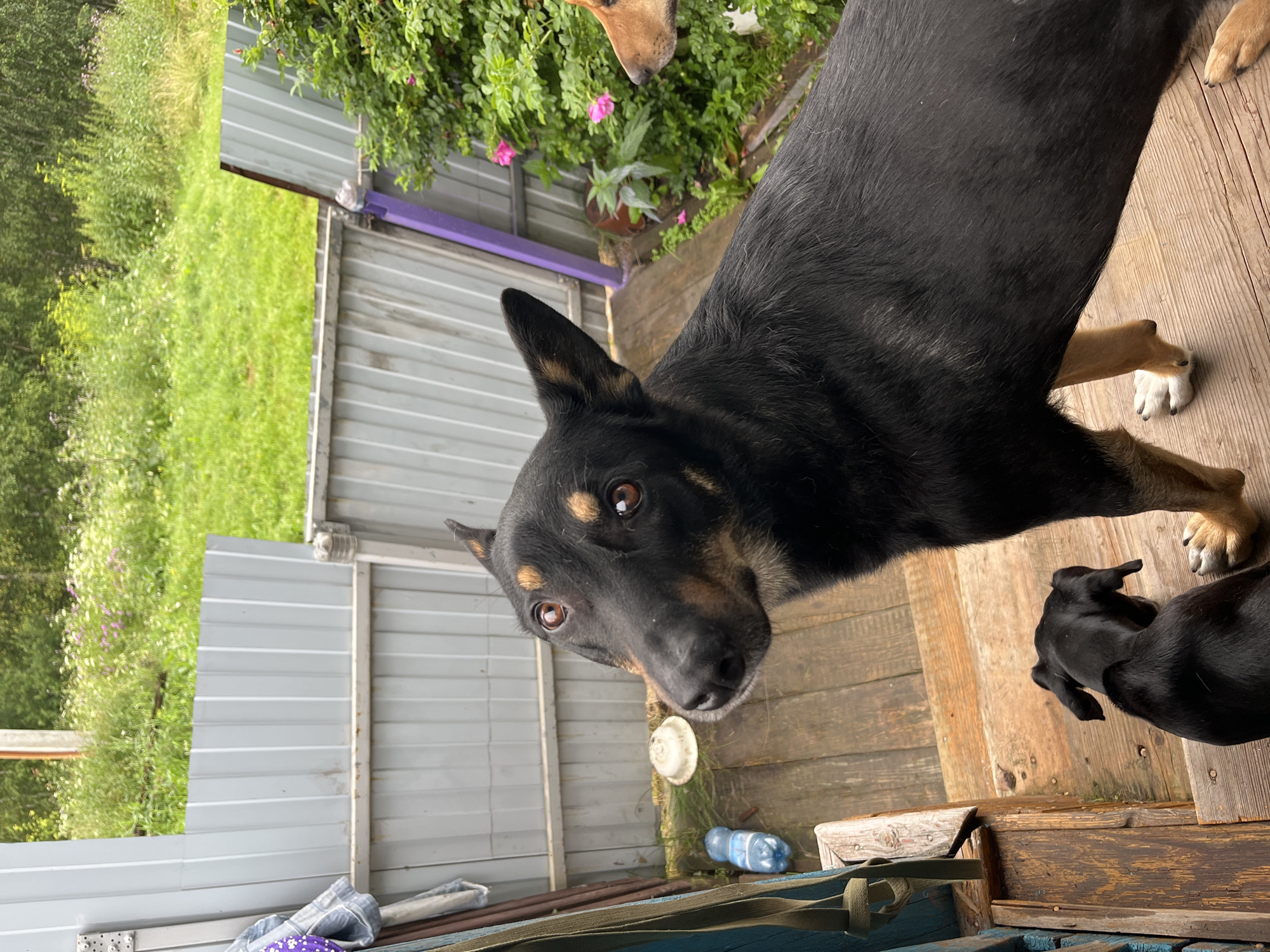 The image depicts two dogs on a wooden porch, with a natural landscape visible in the background. A larger black and tan dog is in the foreground, looking towards the camera with its head tilted. Behind it and slightly to the left, a smaller black dog is also visible, facing away from the camera and appearing to be sniffing the ground.
The porch is constructed of weathered wooden planks. To the left of the dogs, there are some items including a blue plastic water bottle and a white bowl. A portion of a gray corrugated metal fence runs horizontally across the midground. Beyond the fence, there is a grassy area with various wildflowers and green foliage, leading to a treeline in the distance. A vertical purple post is also visible to the right of the fence.
The overall setting suggests an outdoor, possibly rural or suburban, environment. The presence of the fence and the utilitarian porch elements, combined with the natural backdrop, hints at a residential area or a space adjacent to a natural setting. The lighting suggests it is daytime, likely overcast or late afternoon given the soft shadows. The scene is calm and natural, with the dogs being the primary subjects. No specific landmarks or indications of the city of Nizhny Tagil, Russia are present within the image itself.