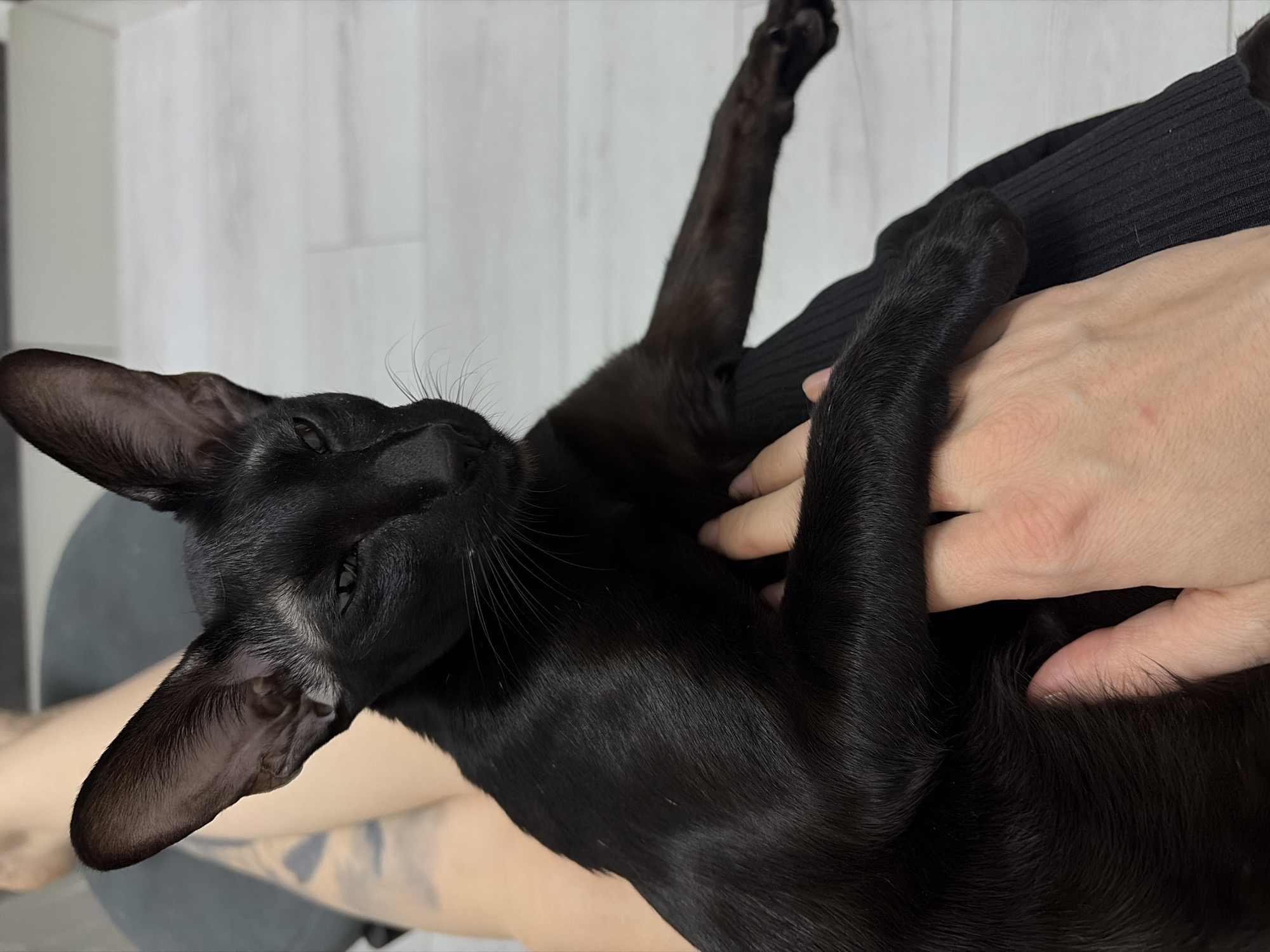 A black Oriental Shorthair cat is being petted by a human. The cat is lying on its back in the lap of a person wearing a black garment. The person's right hand is resting on the cat's chest and neck. The cat's right forepaw is extended. The location is indoors with a light-colored background. The context of Chaikovsky, Russia, is not present in the image.