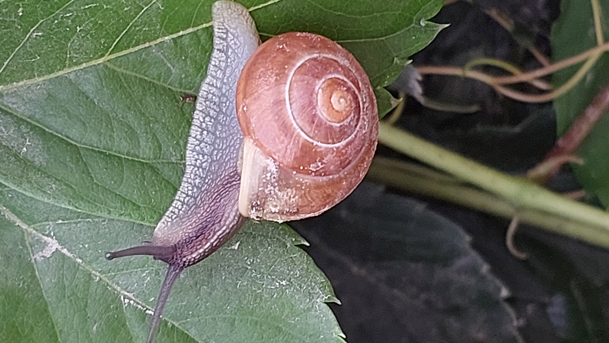 A brown snail is on a green leaf. The snail is facing left and has its eye stalks extended. The shell of the snail is brown and coiled. The leaf is green and veined. The background is dark and out of focus.