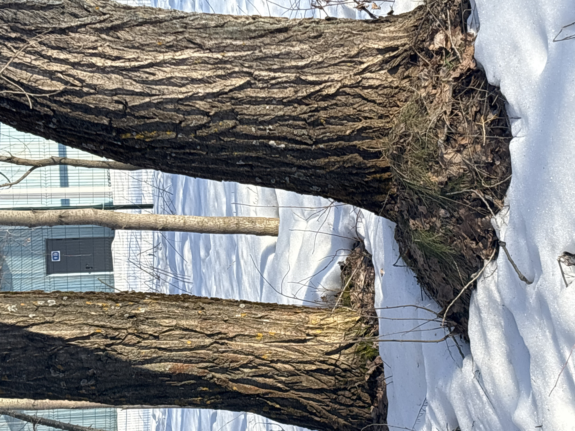 The image depicts a snowy scene in what appears to be a wooded area. Two horizontal tree trunks with rough, textured bark dominate the foreground, with patches of snow accumulated around their bases. In the background, a building with a blue and white exterior is partially visible through the trees. Based on the provided information, the location is identified as Chaikovsky, Russia, though the specific details of the city are not evident in the visual elements of the scene.
