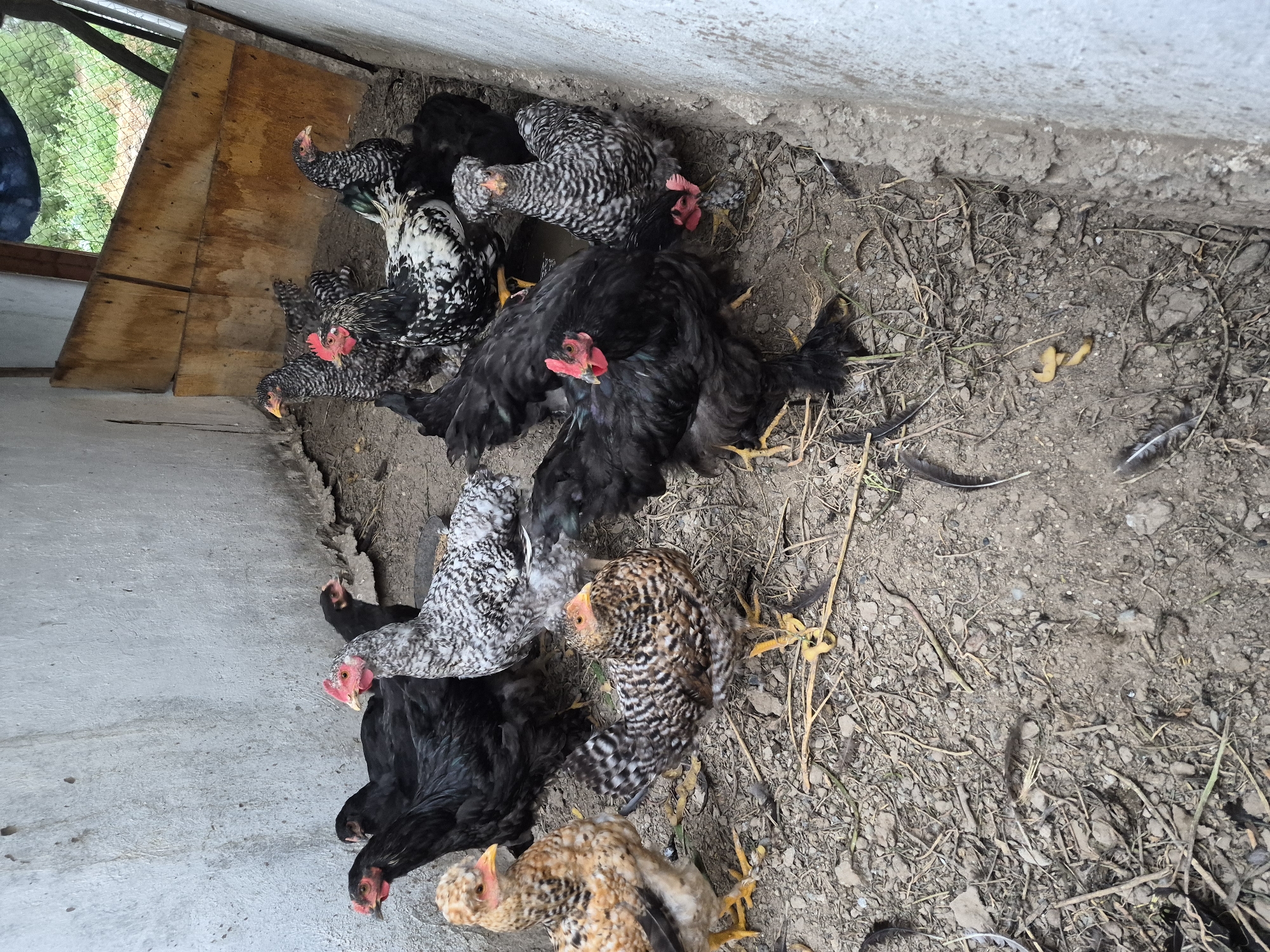 A group of chickens are gathered in a dirt enclosure with concrete walls. The chickens have varied plumage, including black, white and black speckled, and speckled brown and white. Some of the chickens have red combs and wattles. The ground is covered with dirt, small stones, and dried straw. In the background, there is a wooden structure and a glimpse of greenery through an opening. The scene appears to be a chicken coop or a similar outdoor enclosure.