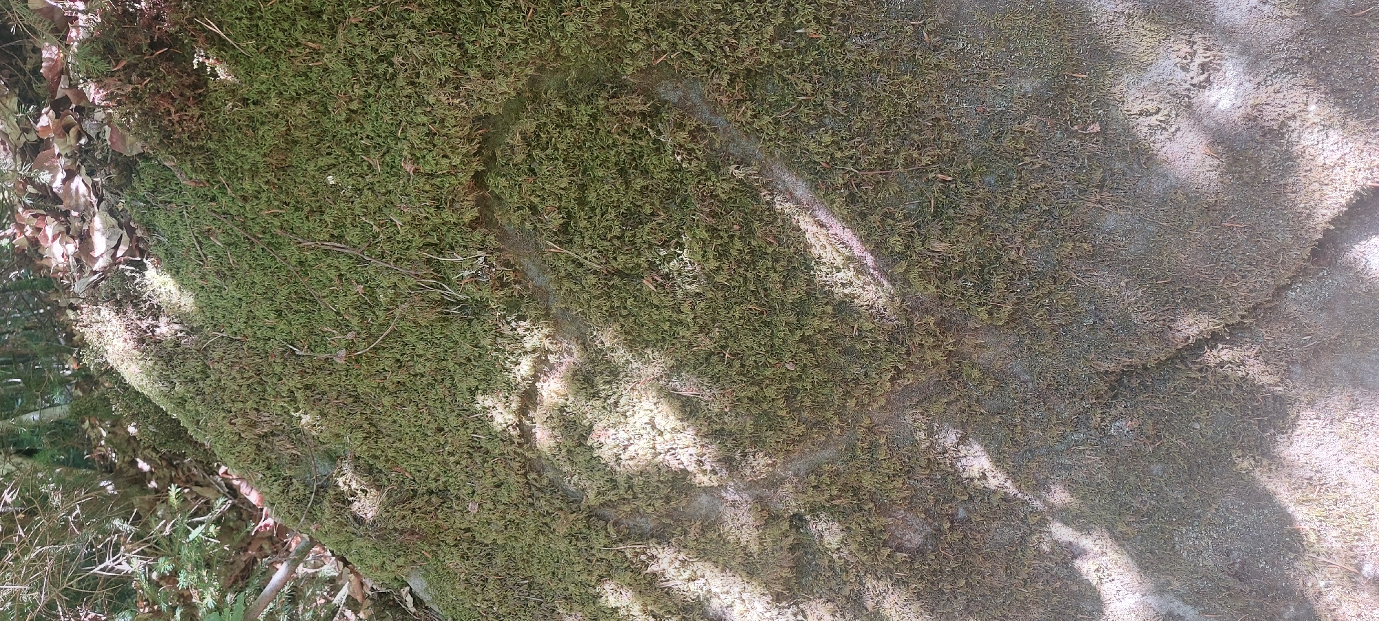 This is a close-up, eye-level, vertical, natural light photograph of a heart shape etched into a moss-covered rock. The rock is part of a larger formation, with a textured, slightly damp appearance, predominantly covered in various shades of green moss. Sparse, dried plant debris, such as twigs and leaves, are scattered on the moss. Sunlight filters through overhead foliage, casting dappled shadows across the rock, with some areas appearing brighter than others. The heart shape is clearly visible, etched into the moss, with the underlying rock exposed in the shape of a heart. The background is blurred and out of focus, showing hints of trees and forest floor with dry leaves. The image does not depict any people or animals. The scene is set in a natural outdoor environment, likely a forest. This photograph was taken in the vicinity of Trippstadt, Germany, based on the provided context.