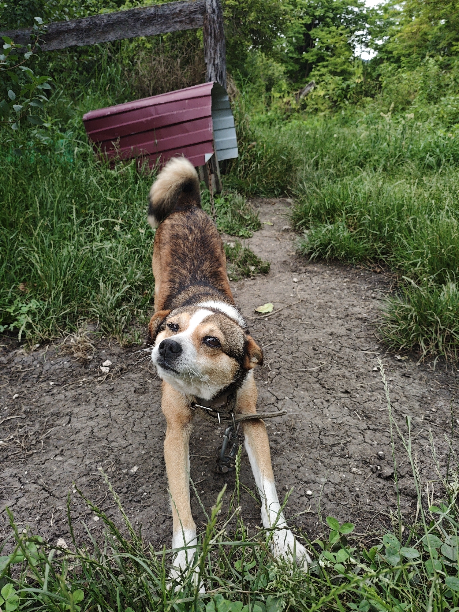 A medium-sized, brown and white dog with a bushy tail is captured in a downward-facing pose, stretching its front legs out on a dry, cracked dirt path. The dog is wearing a dark collar with a metal chain attached. The background features lush green grass and a wooden fence, with a portion of a red metal doghouse visible. Dense foliage and trees form the backdrop, suggesting a rural or semi-rural environment, likely within the city of Akhmetovskaya, Russia. The scene is outdoors, with natural lighting.