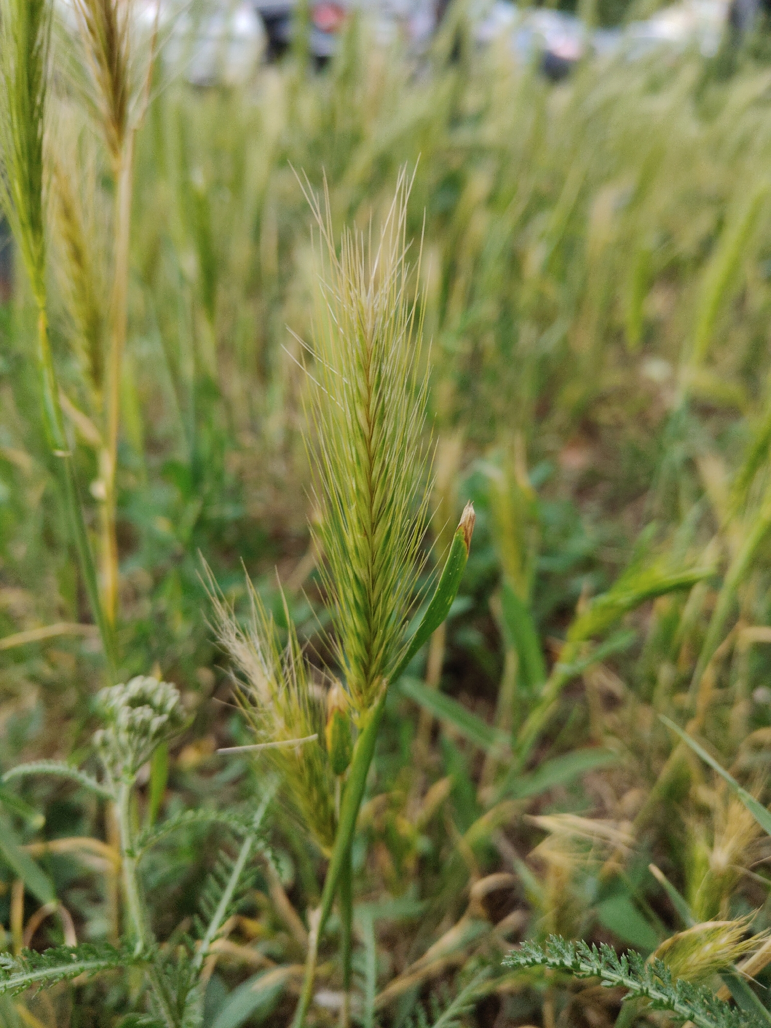 The image is a close-up, eye-level, medium shot of a field of green grass and some wildflowers. The focus is on a single stalk of grass in the foreground, which has a green, feathery head. The background is blurred, showing more grass and some indistinct shapes that could be trees or buildings. The lighting appears to be natural, suggesting it was taken outdoors during the daytime. The overall impression is one of nature and a peaceful outdoor environment.