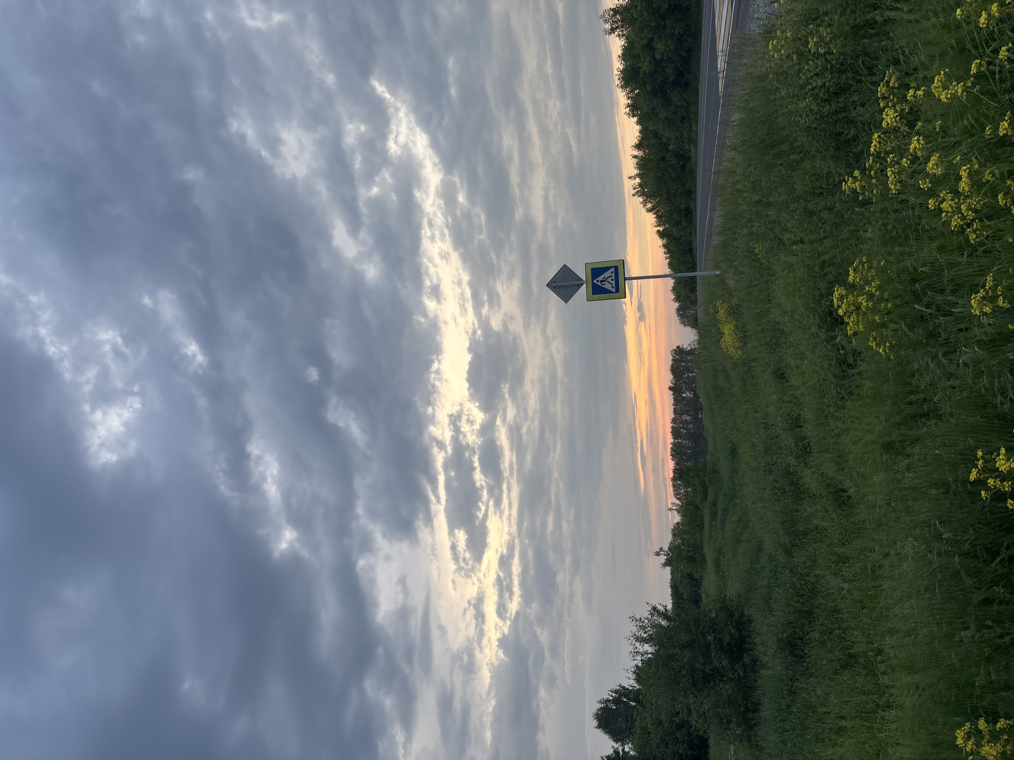 This is a landscape photograph taken in Vishnevka, Russia. The image depicts a rural road with a grassy median and a dense line of trees along the right side. A pedestrian crossing sign is visible on a pole on the left side of the road. The sky is overcast with dramatic, dark clouds, but a sliver of sunset is visible on the horizon, casting a warm glow through a gap in the clouds. The foreground is filled with tall, green grass and scattered yellow wildflowers. The overall impression is one of natural beauty and tranquility under a dynamic sky.